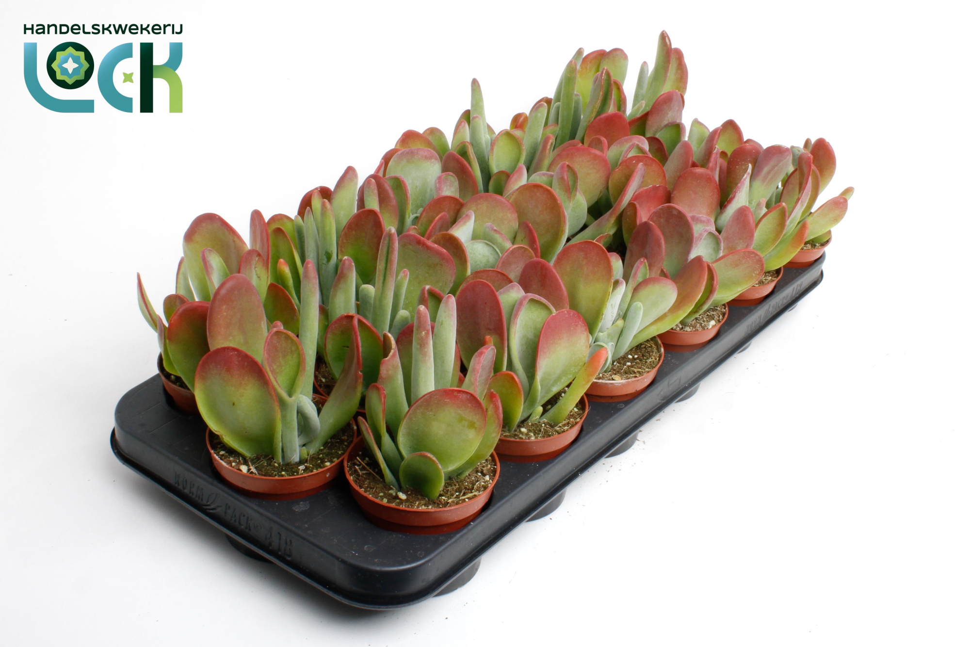 kalanchoë Oricula, D 8,5 cm