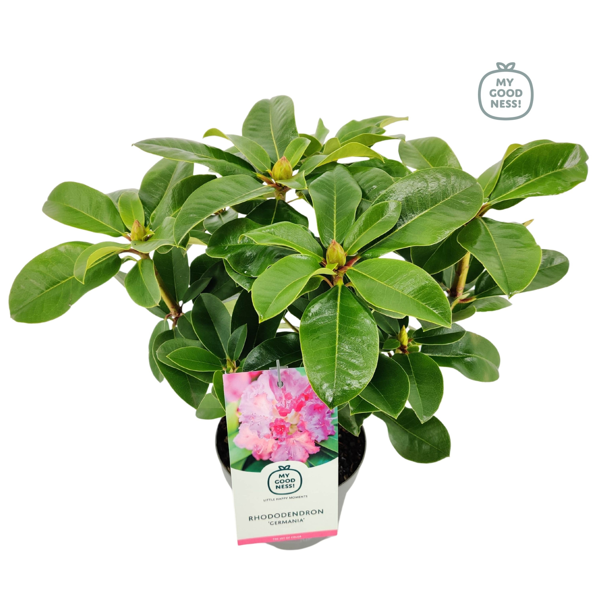 Rhododendron 100cm /2 liter 'Germania', D 17 cm