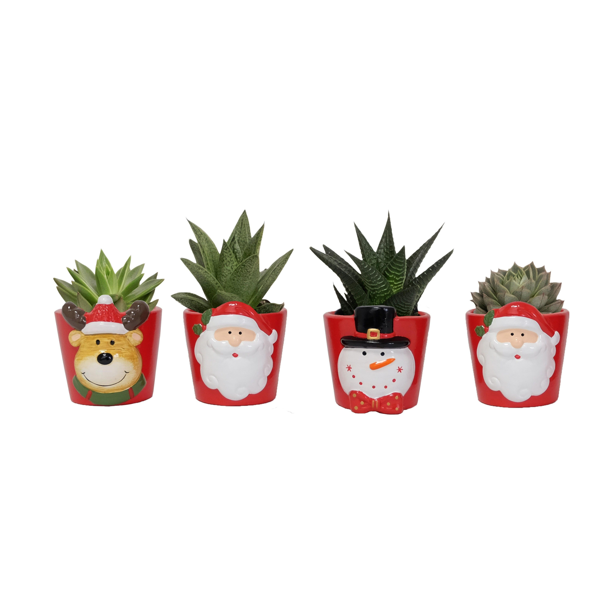 Santas Friends with Succulent mix, D 6 cm