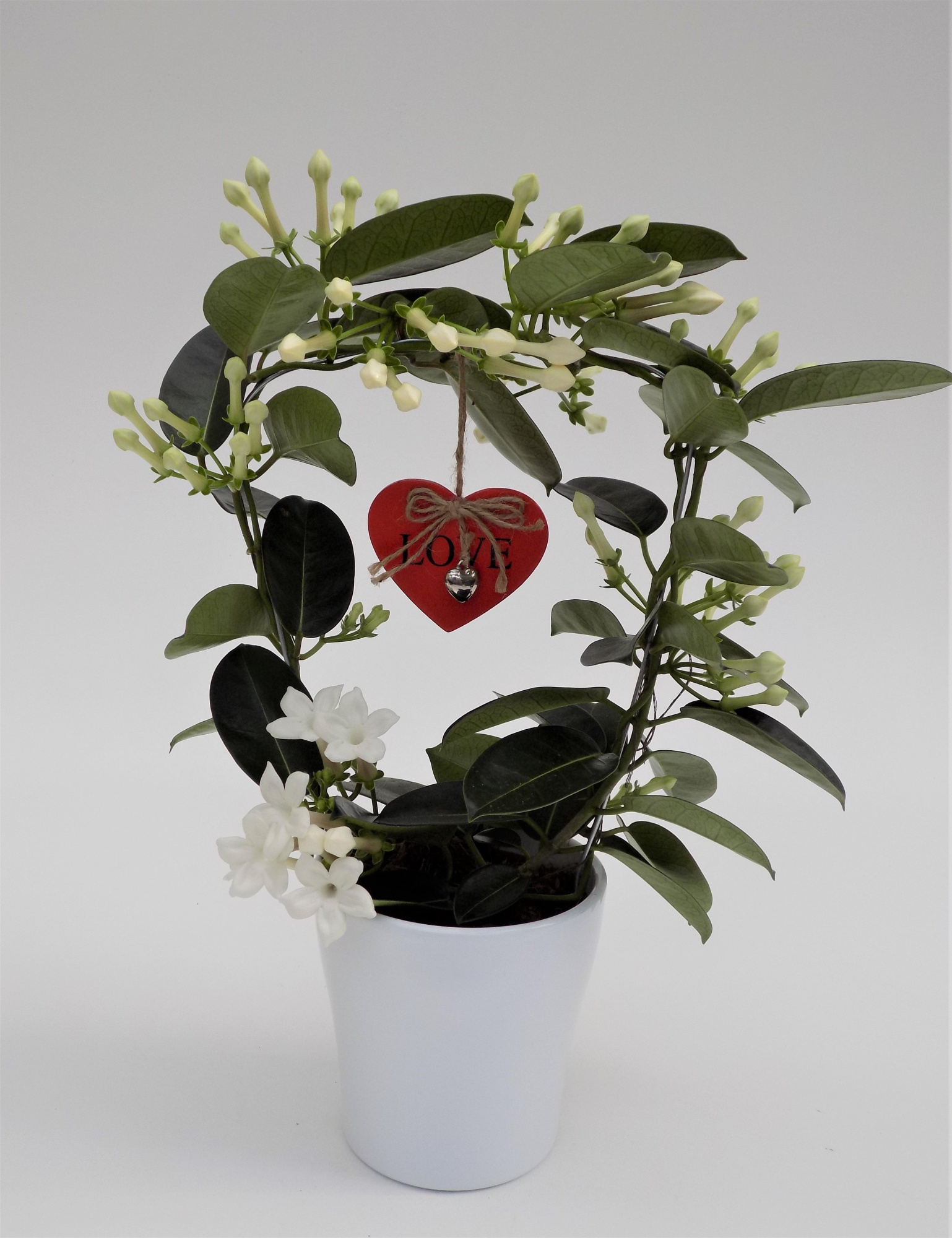 Stephanotis Valentijn 6-9 ker. Tulp met hang Hart, D 12