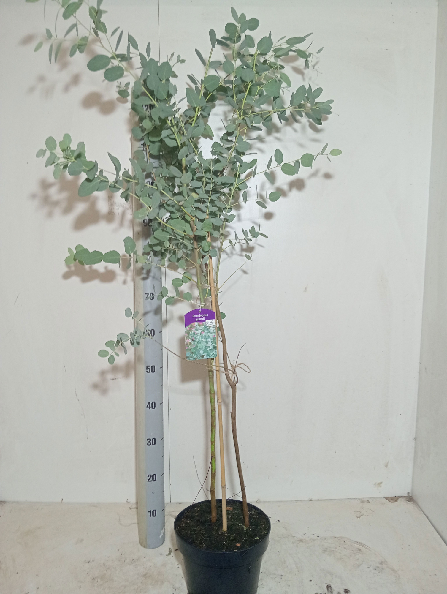 eucalyptus gunni, D 23 cm