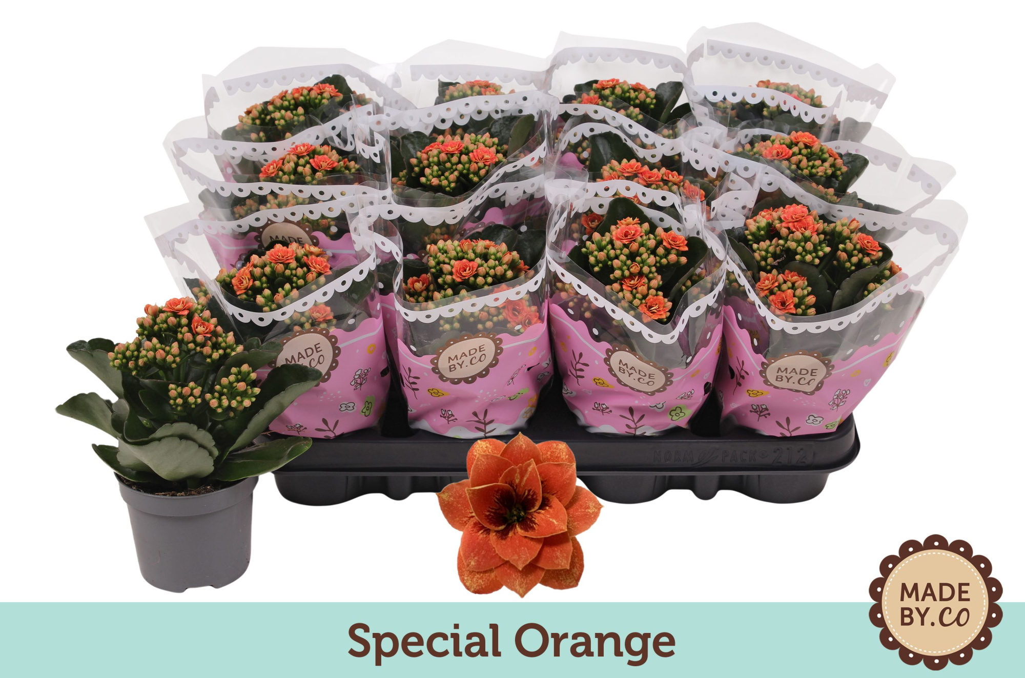 Kalanchoë Special Special Orange, D 9 cm