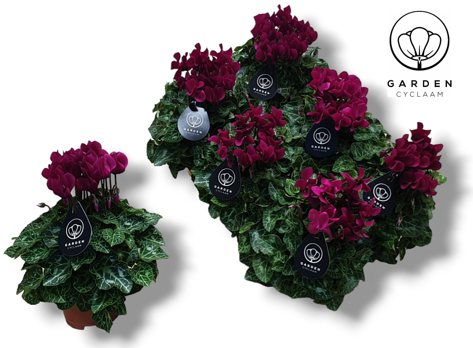 Cyclamen GARDEN PAARS, D 10,5 cm