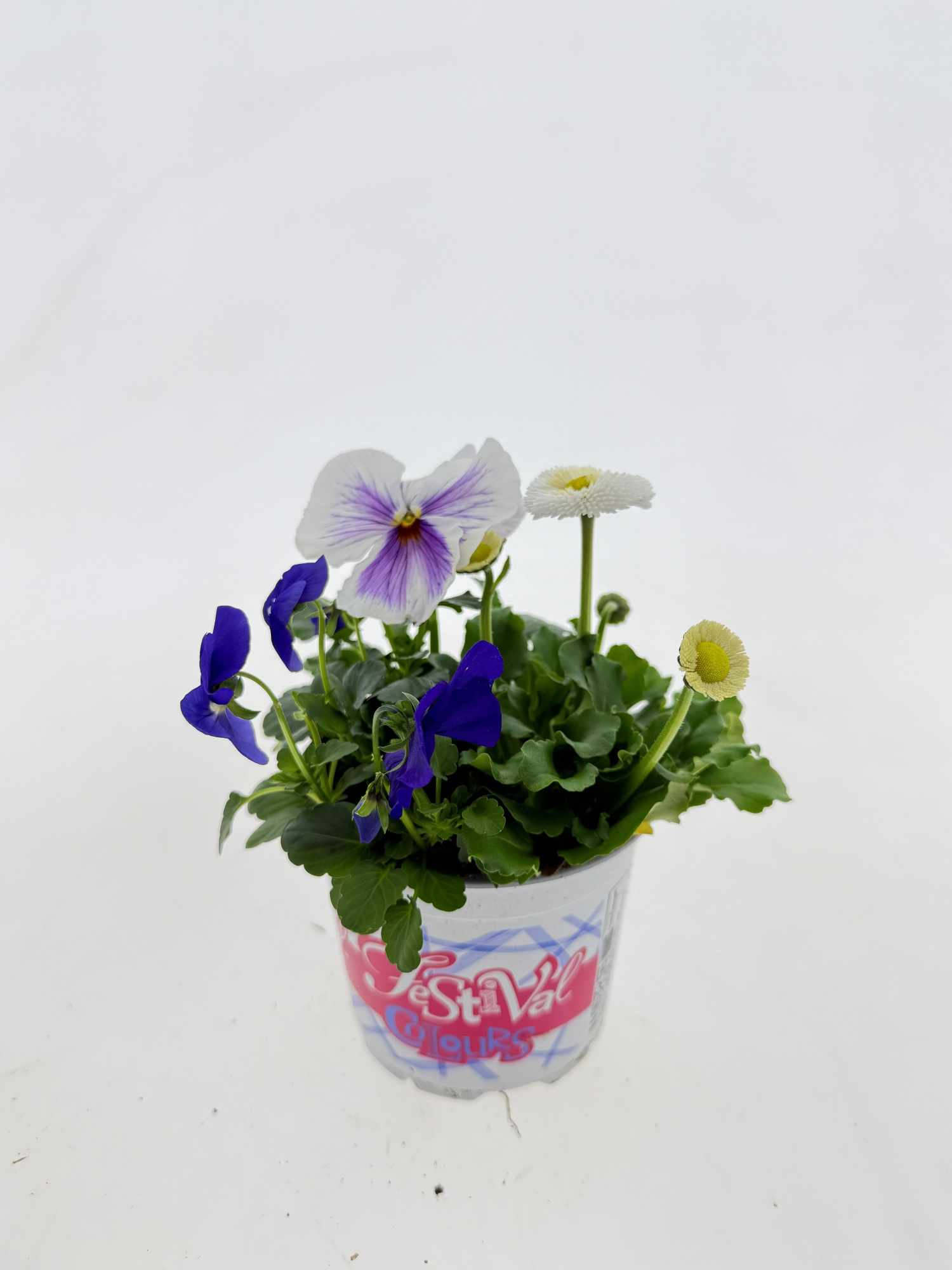 P12 Festival Colours Viola Parade blauw, D 12