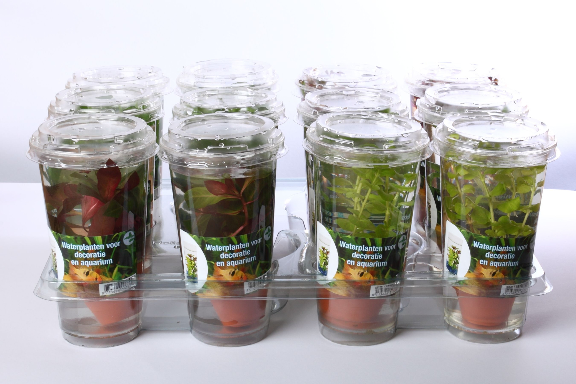 212-Zuurstof planten mix voor vijver en aquarium, D 9