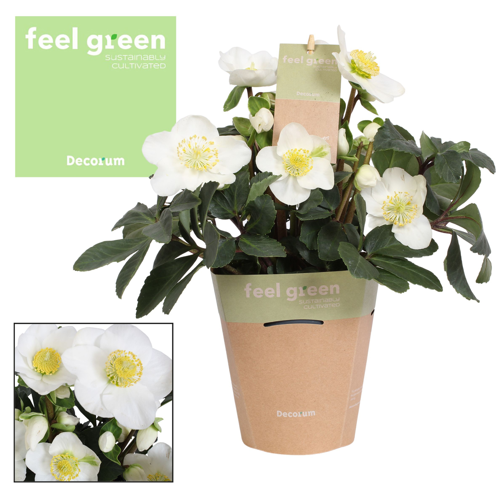 Helleborus n. Christmas Carol 12cm (L) Feel Green Potc. Decorum, D 12 cm
