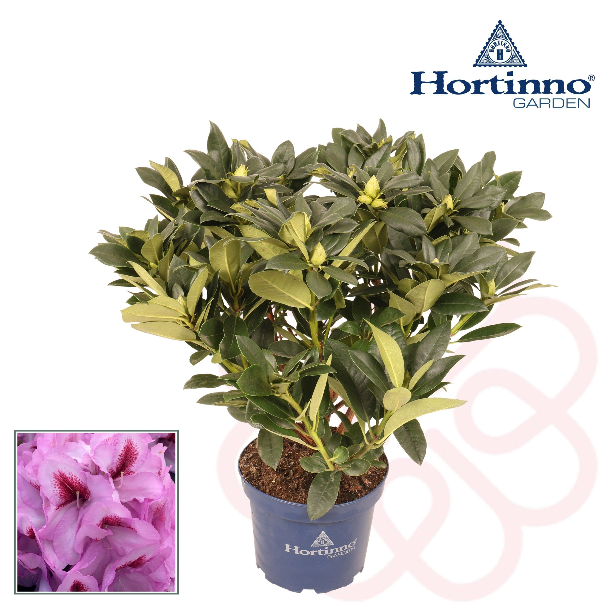 Hortinno® Garden XXL Lila Flame groen 50 - 60 cm (kopie), D 23 cm
