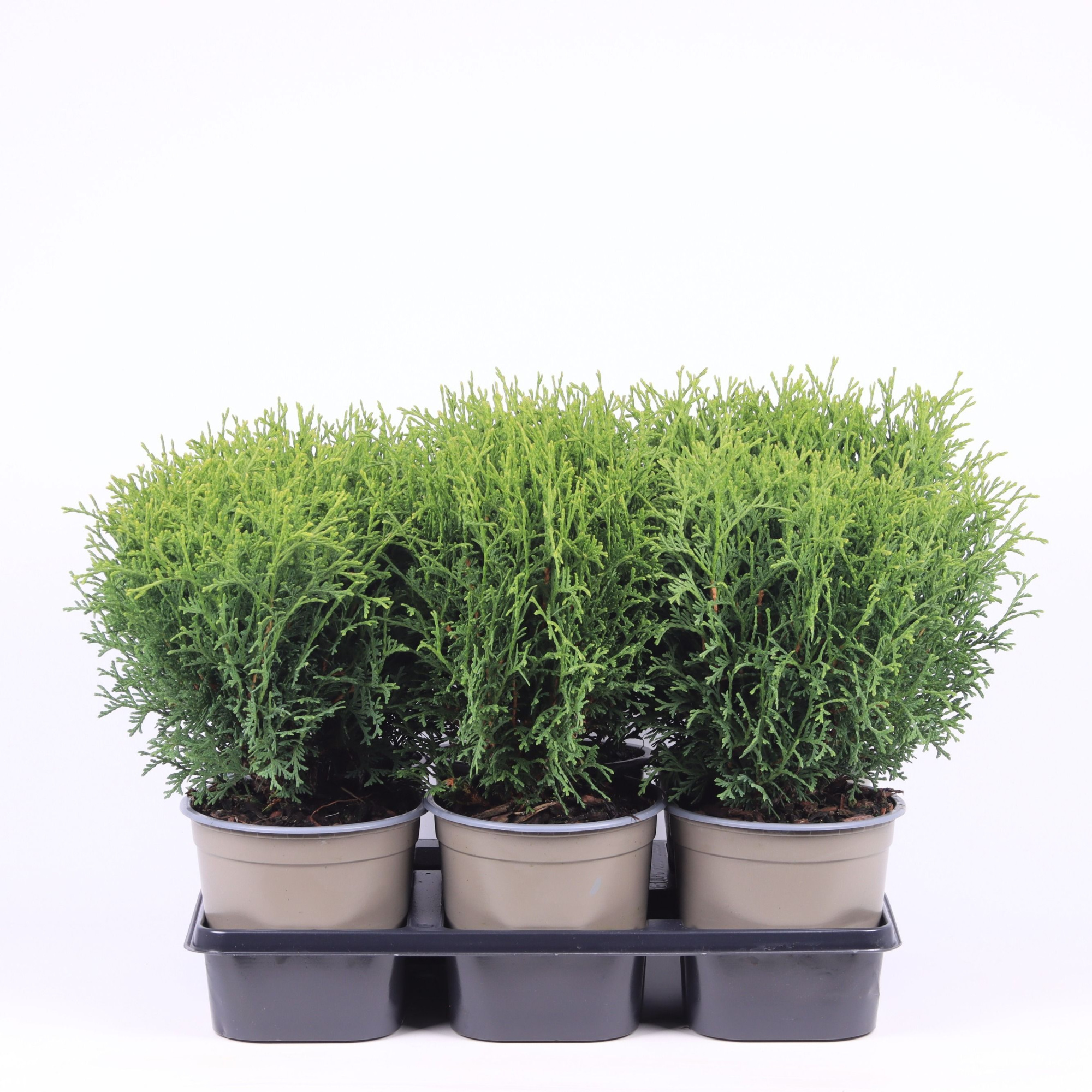 Thuja occidentalis 'Tiny Tim', D 15 cm