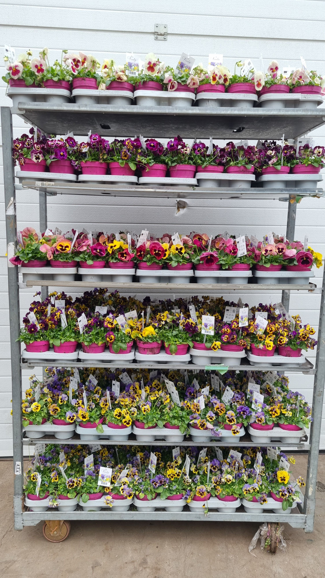 Viola wittr. Frizzle Sizzle mixkar, D 12