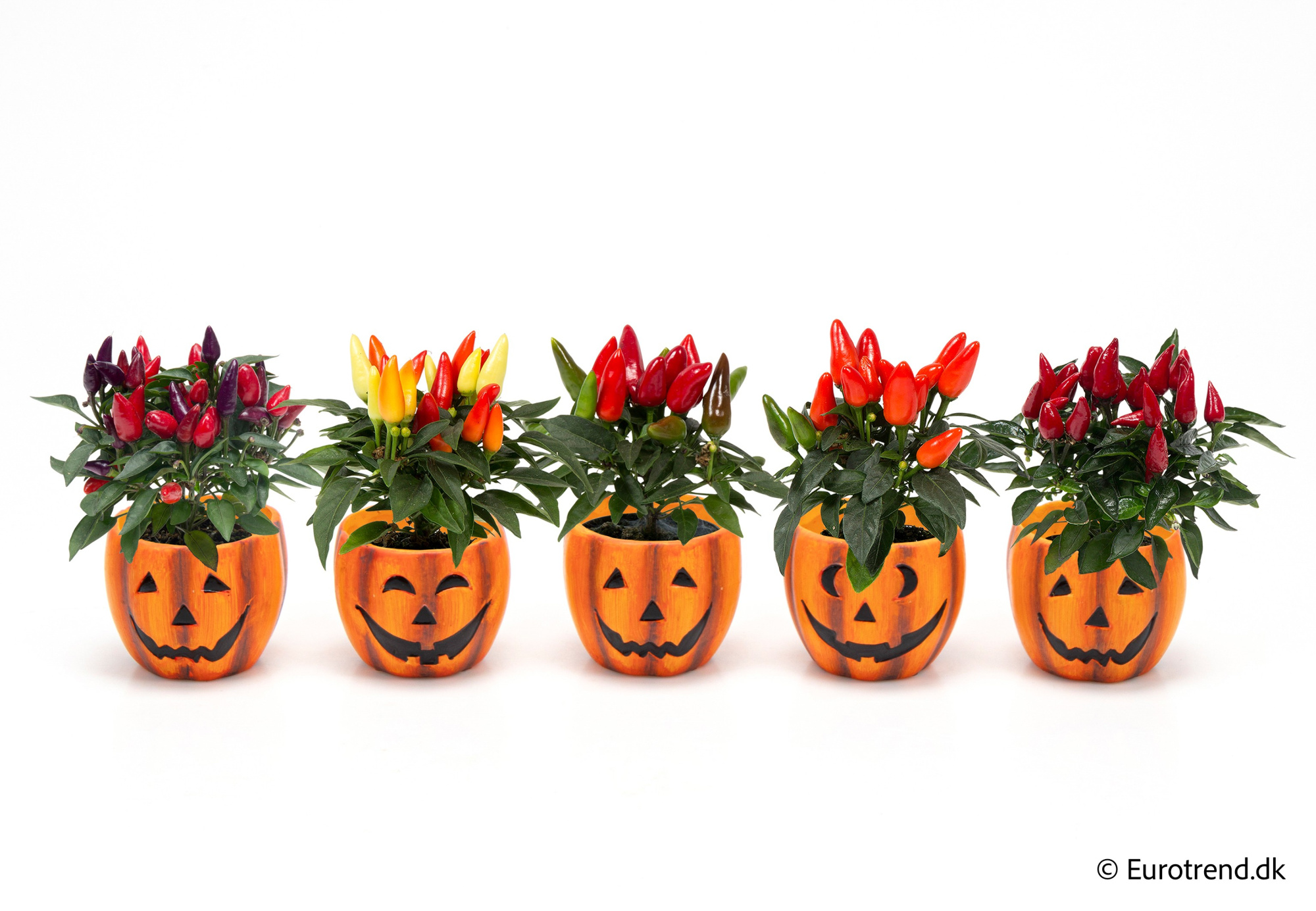 Capsicum in Halloween ceramic 2025, D 6 cm