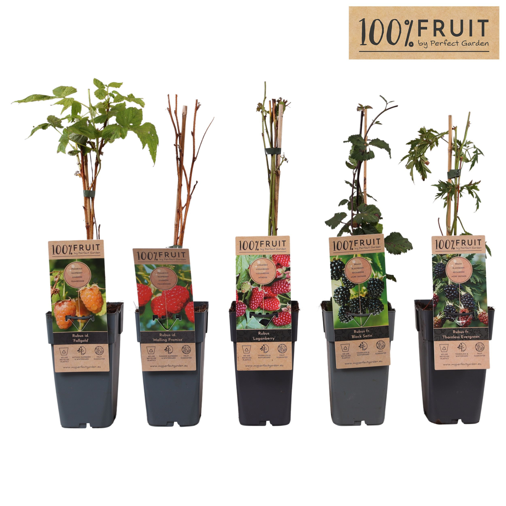 Rubus mix laag P15, D 15 cm