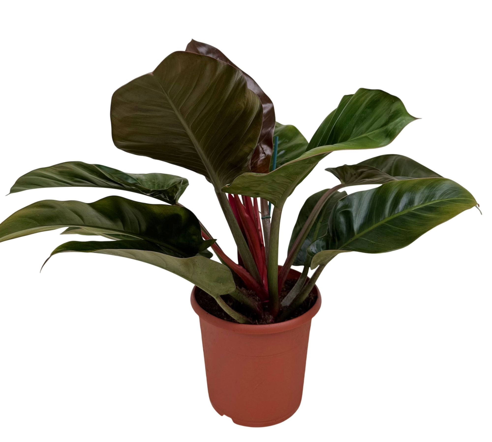 Philodendron imperial red P24, D 24