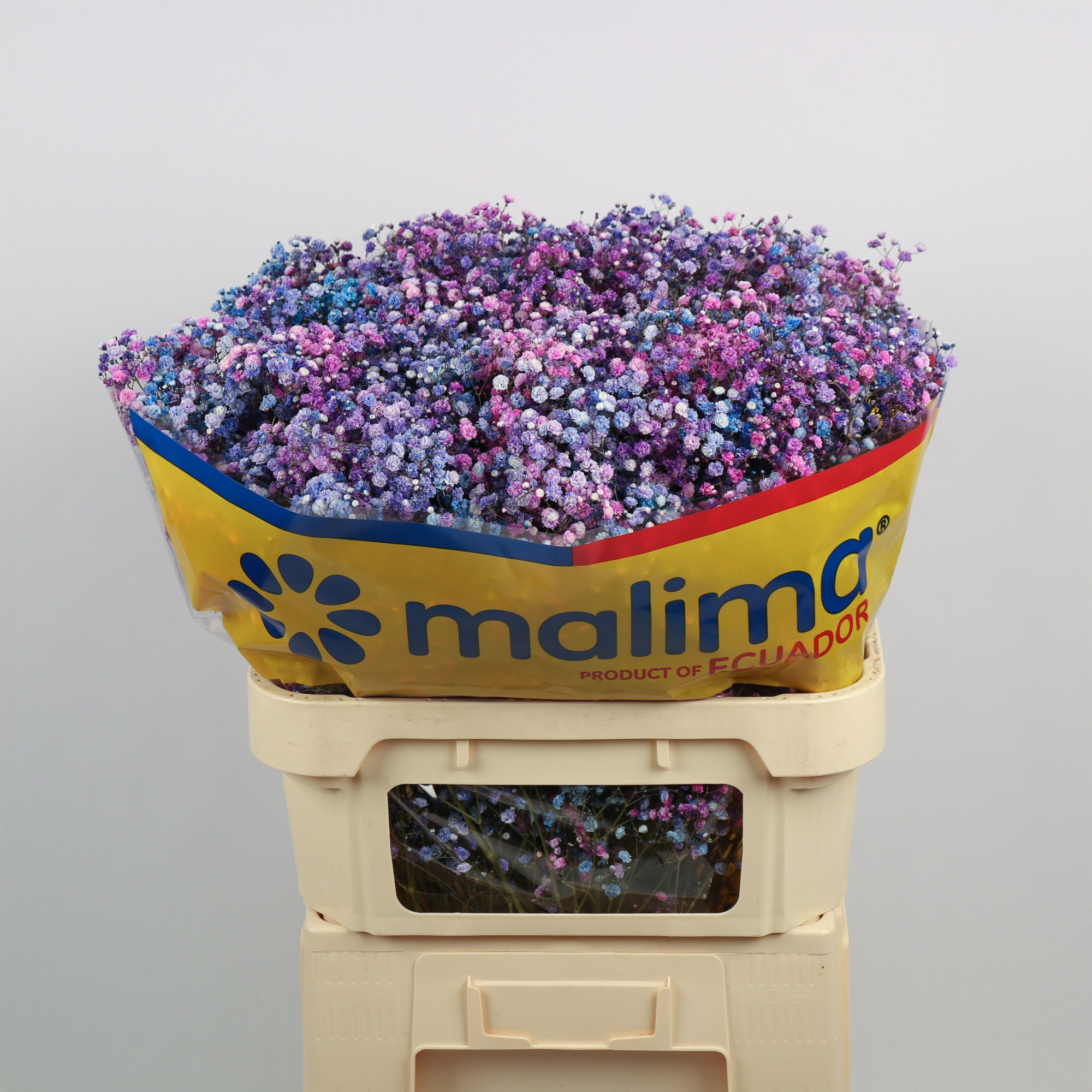 Гипсофила Овериг Крашеная (краш. ) 75, шт.