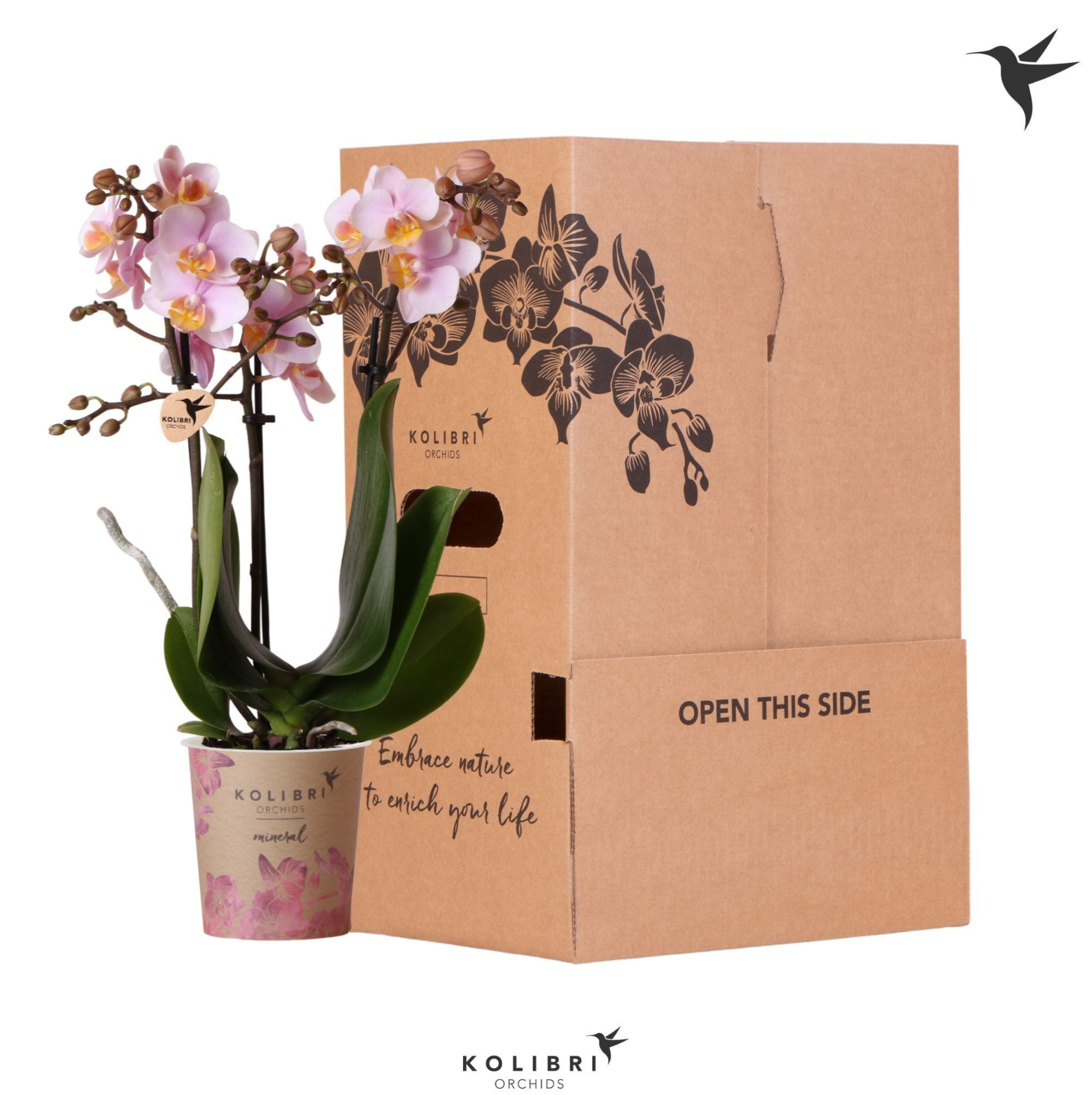 Kolibri Orchids Phalaenopsis Pink 3 spike no sleeve, D 9