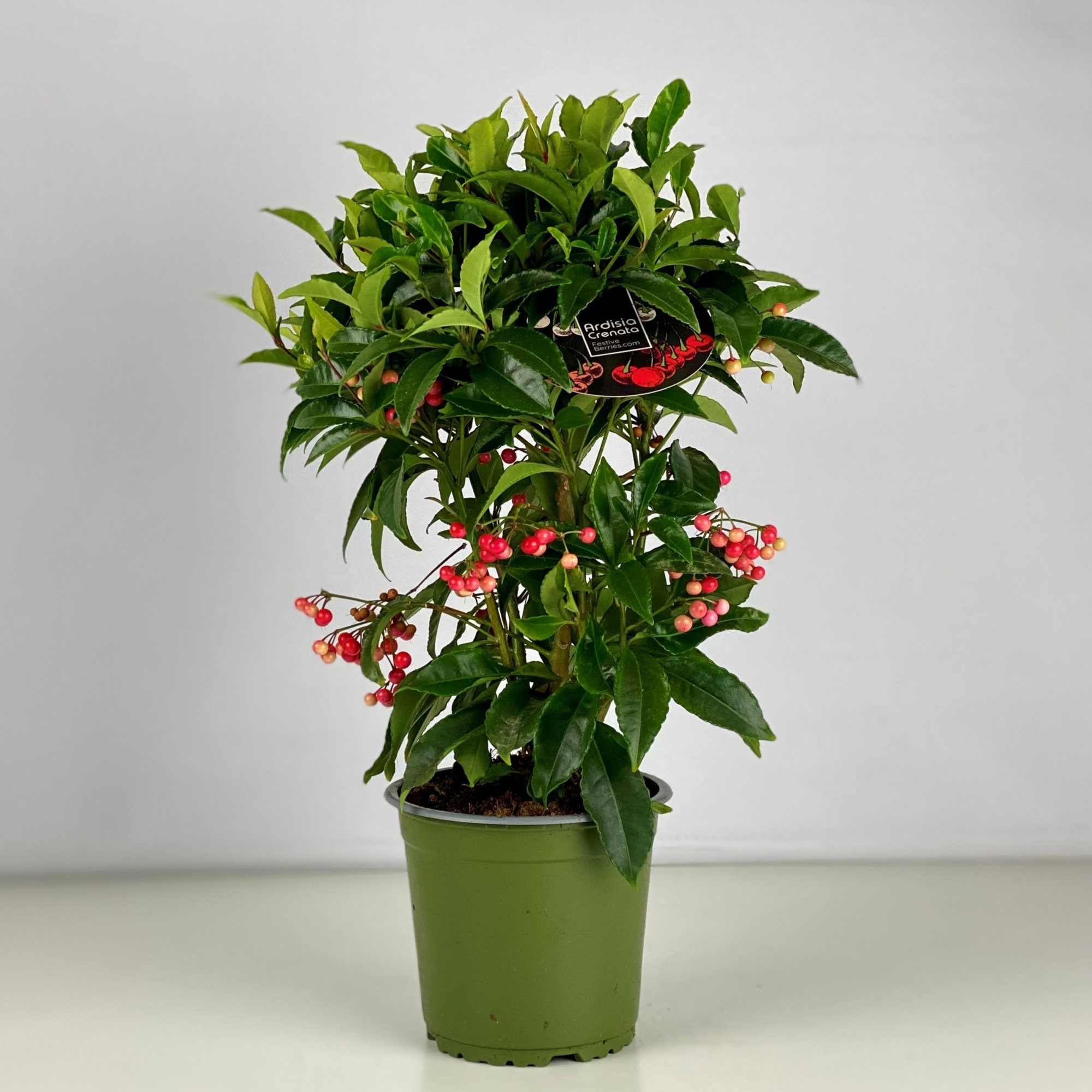 Ardisia crenata Lichtere Besbezetting Budget, D 14 cm