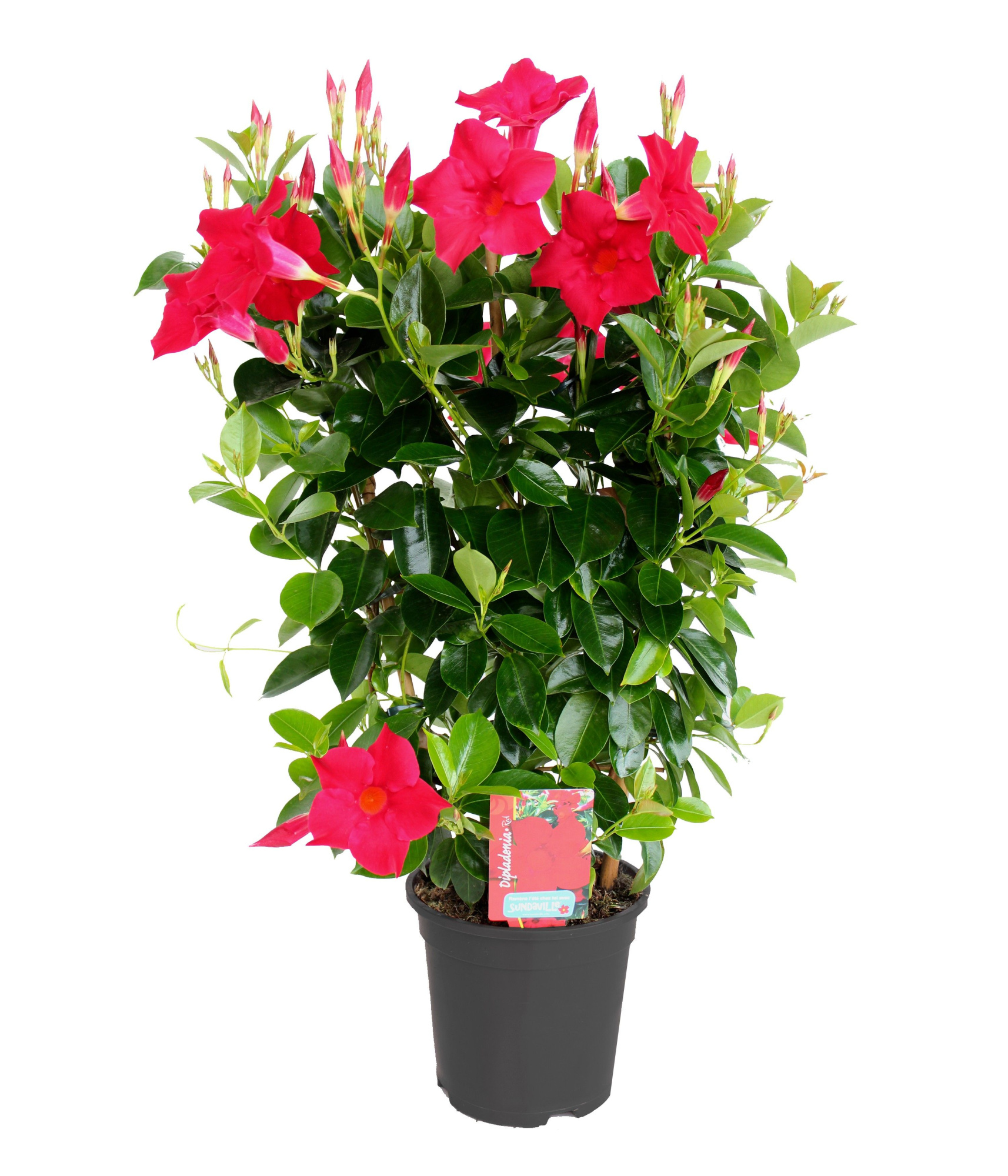 Dipladenia mandevilla rek C17, D 17