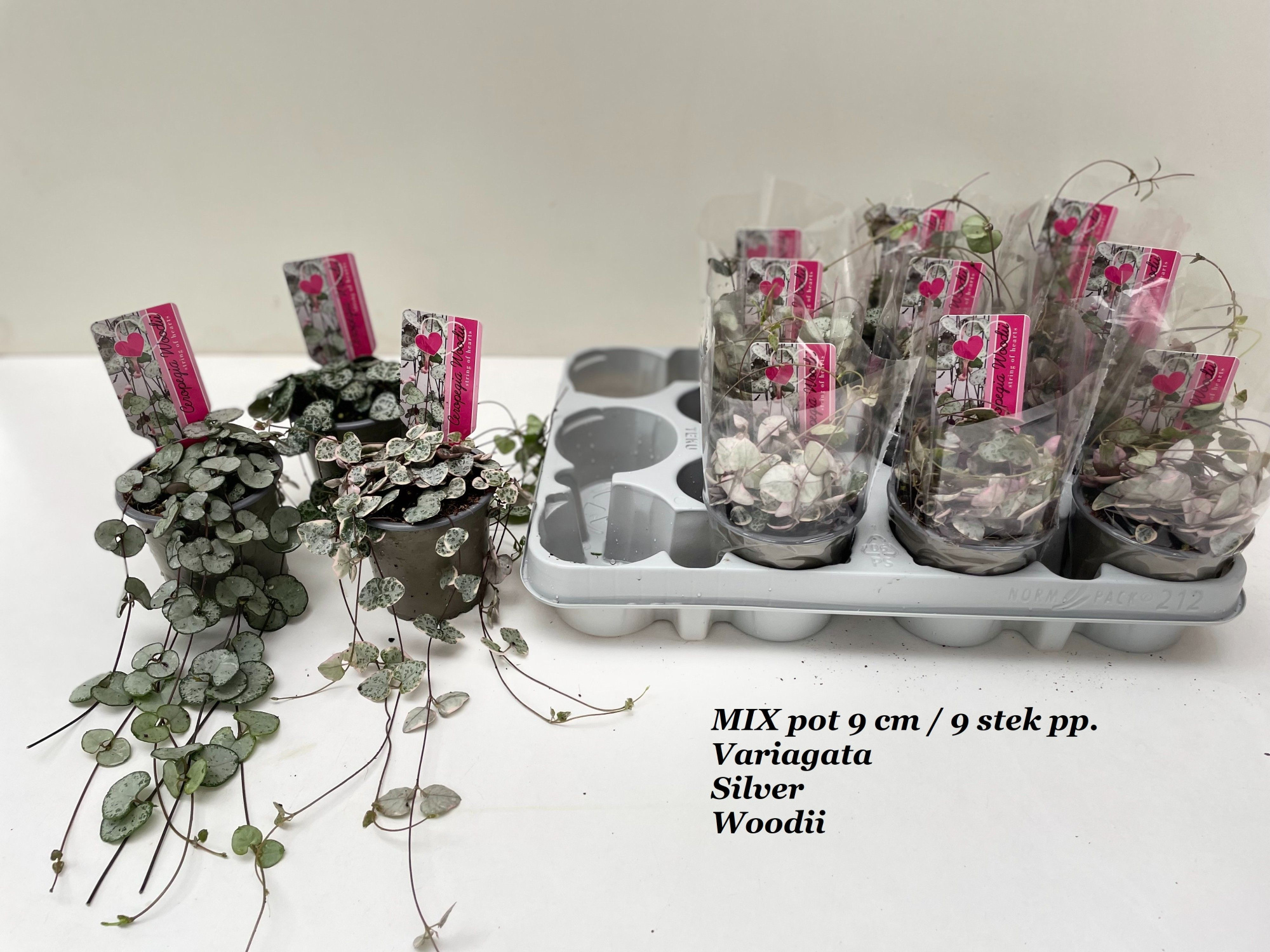 Ceropegia MIX Silver Glory/Variagata/Woodii 3 soorten, D 9 cm