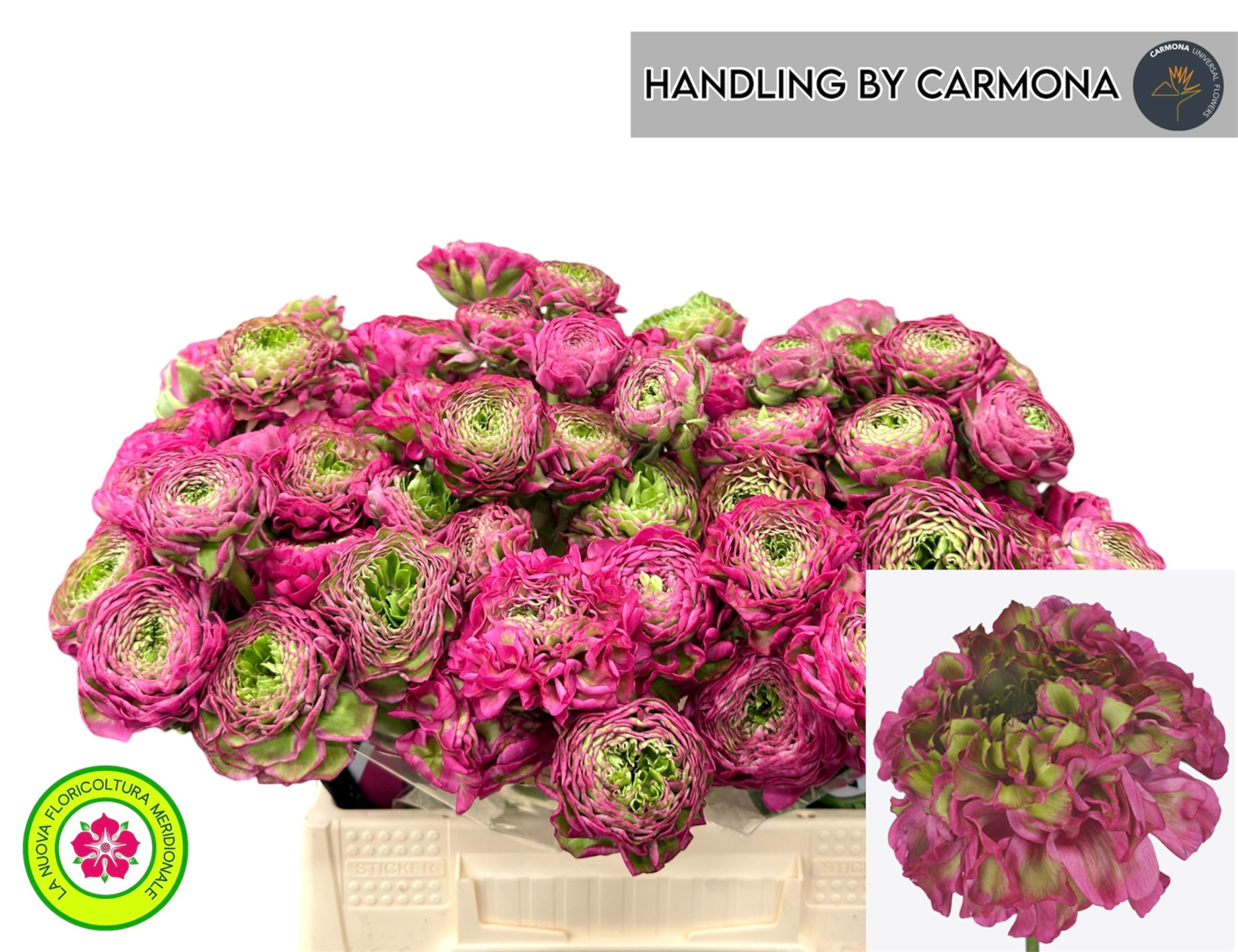 Ранункулус Пон Пон Аладдин 40 (розово-зел.), шт.