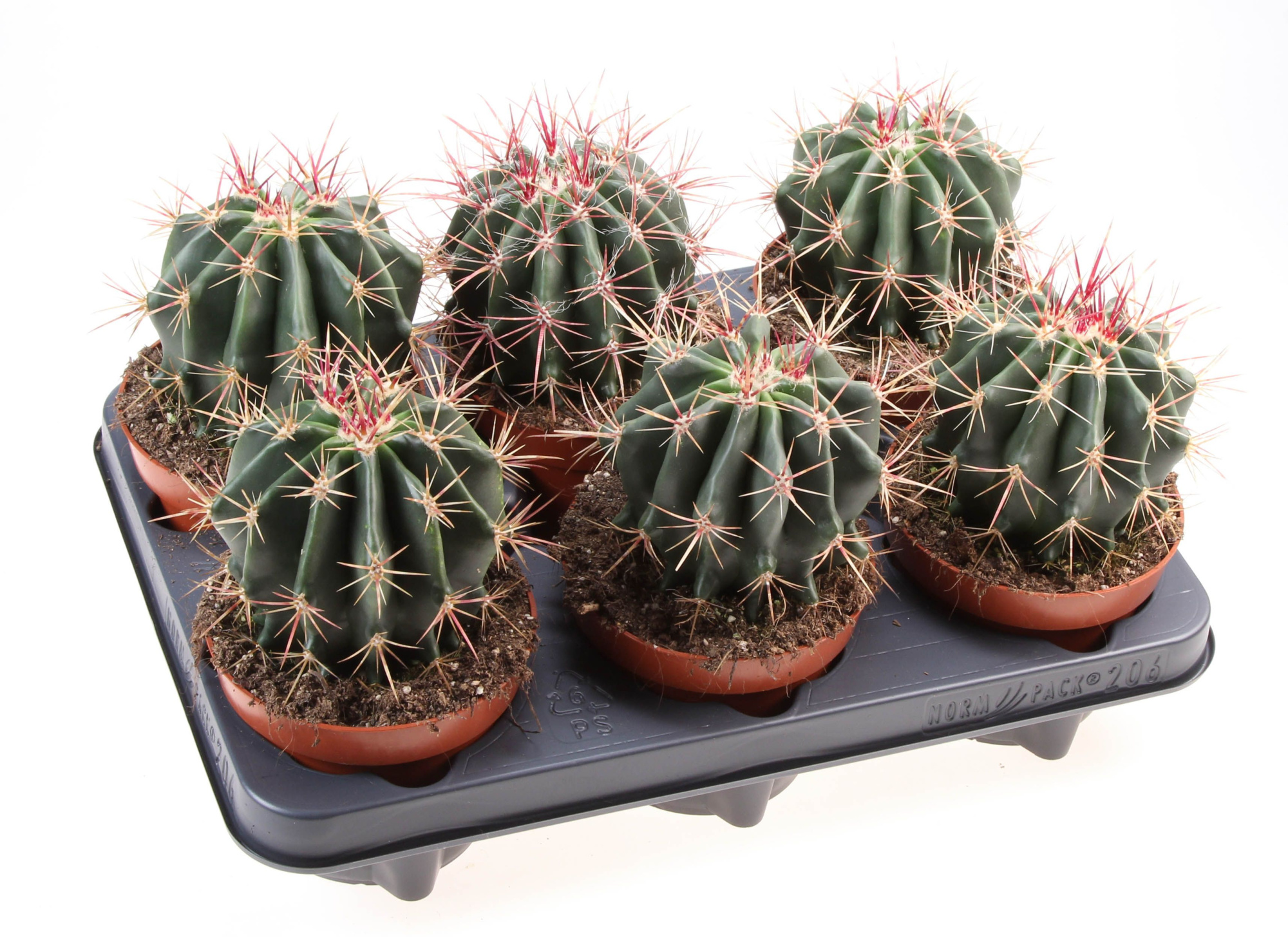 Ferocactus stainesii, D 12