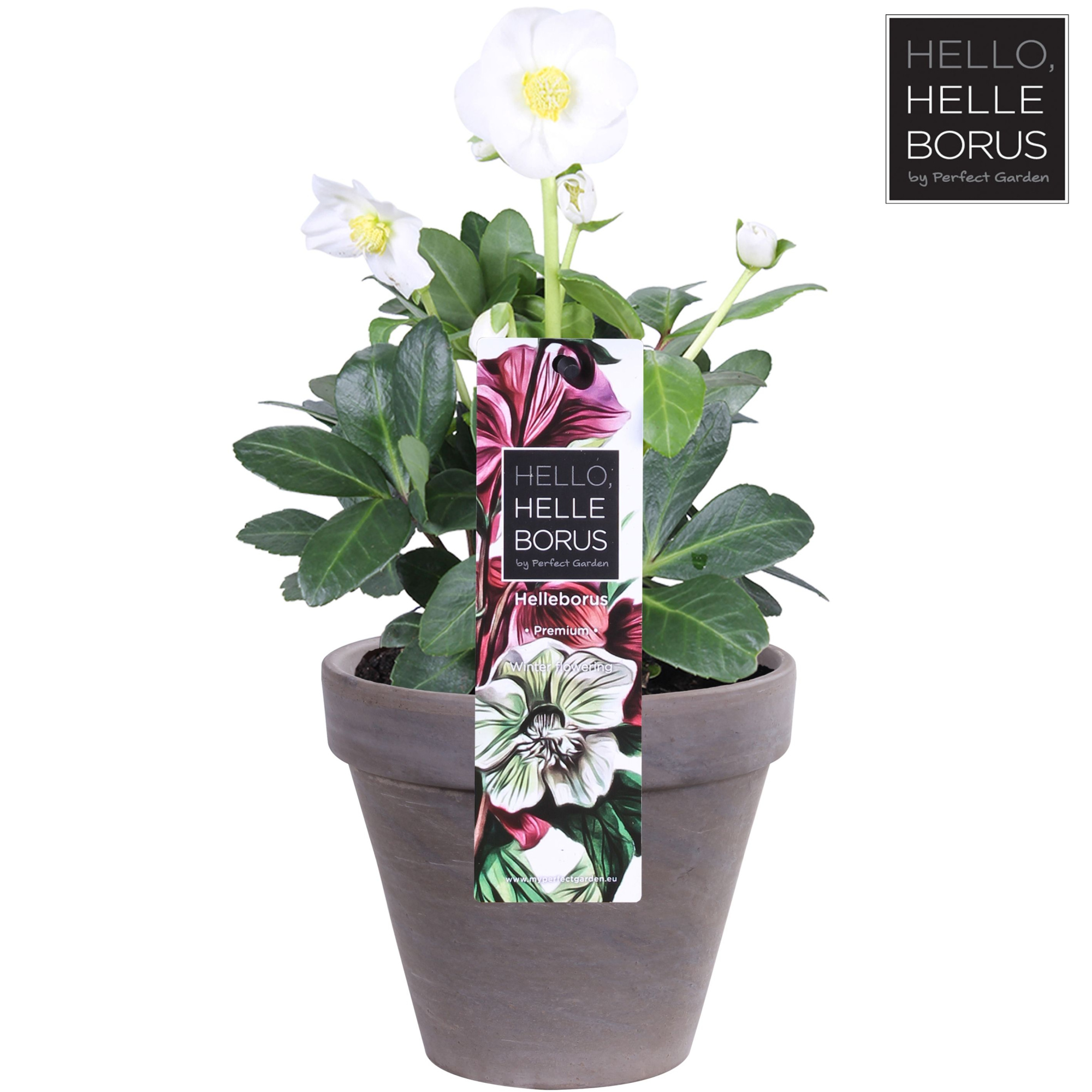 Helleborus niger 'Christmas Carol' P12 (Basalt series), D 12 cm