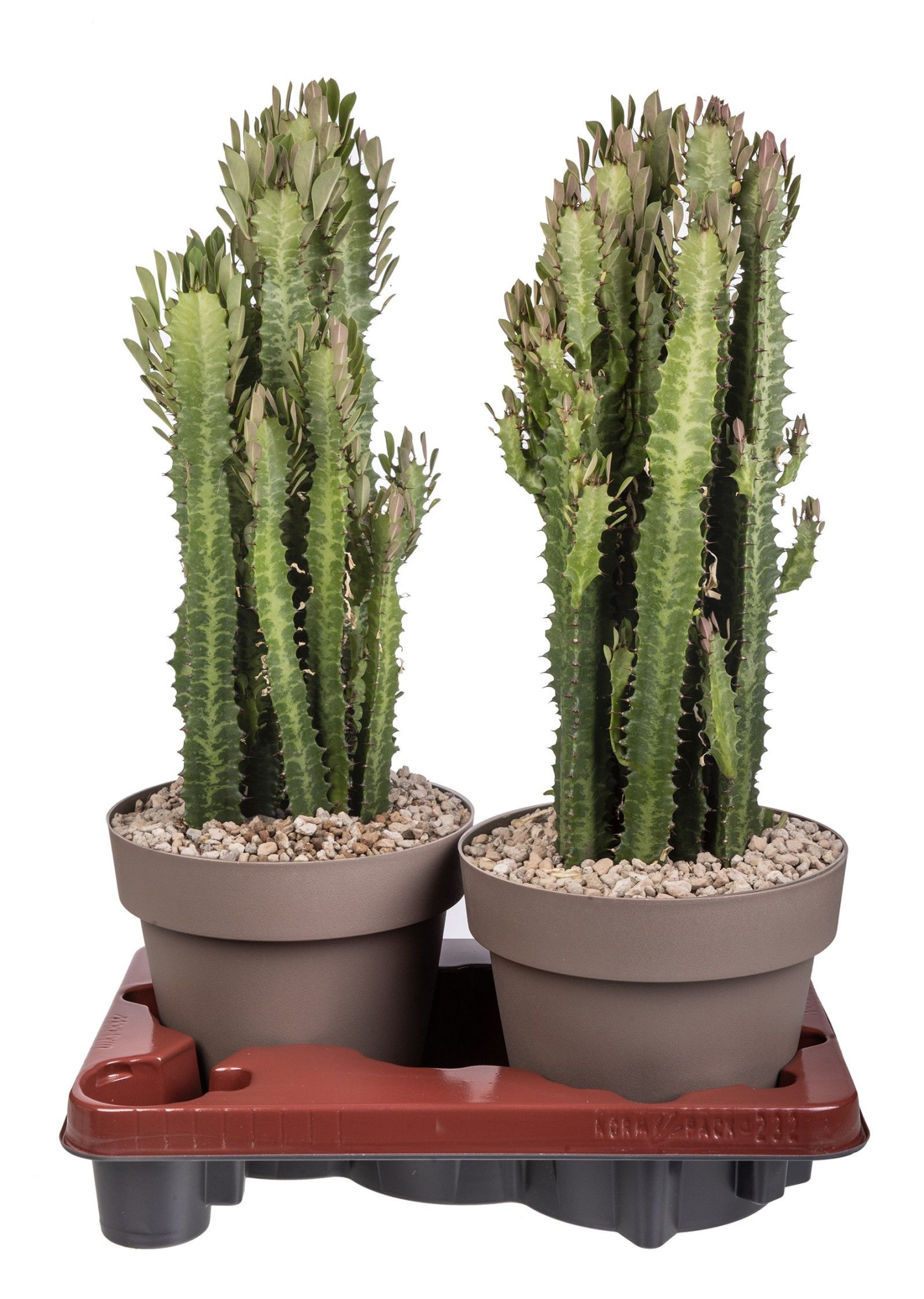 EUPHORBIA TRIGONA - POT Ø 20 (CACTUS), D 20 cm