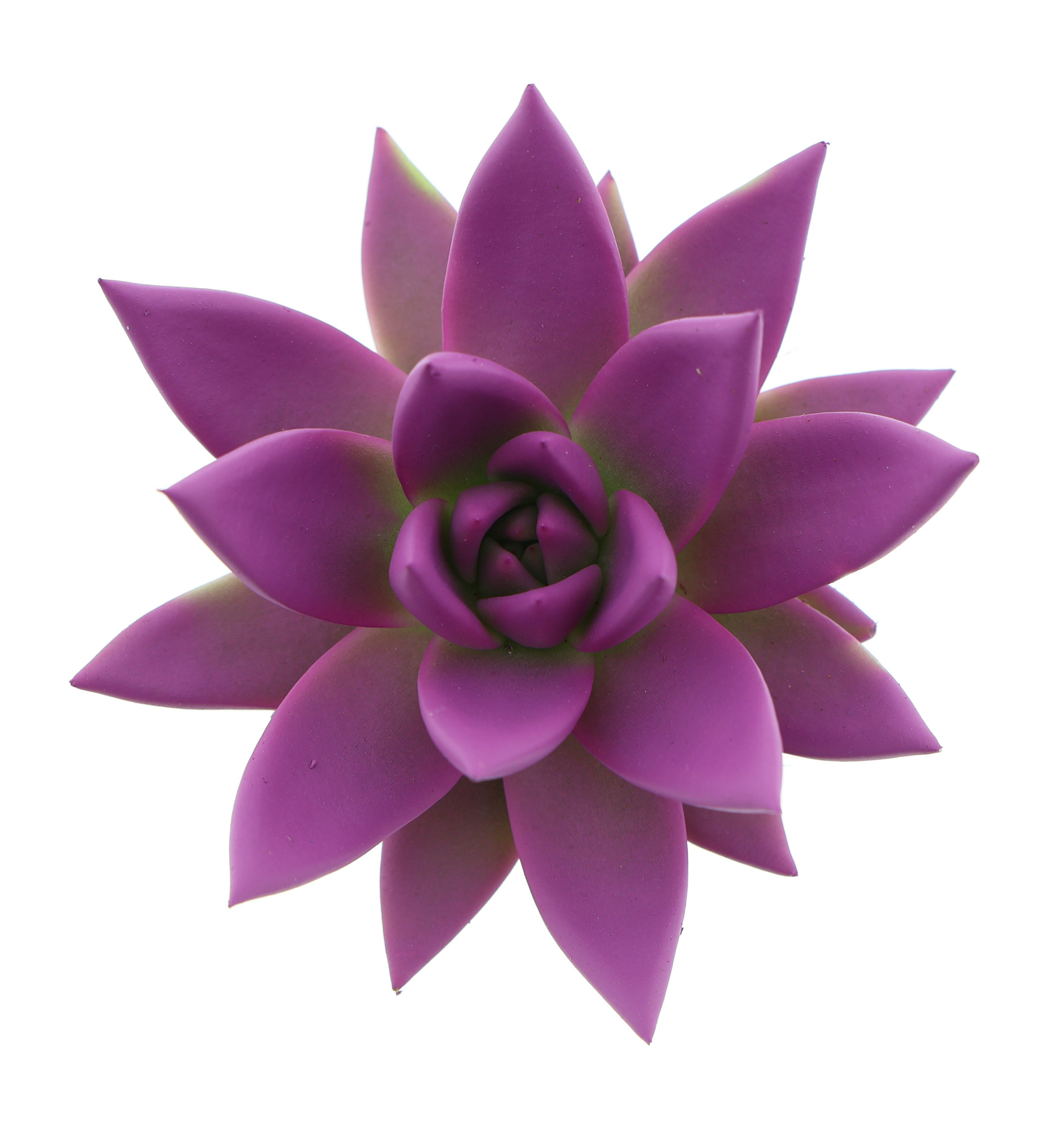 Rainbow fuchsia, D 6 cm