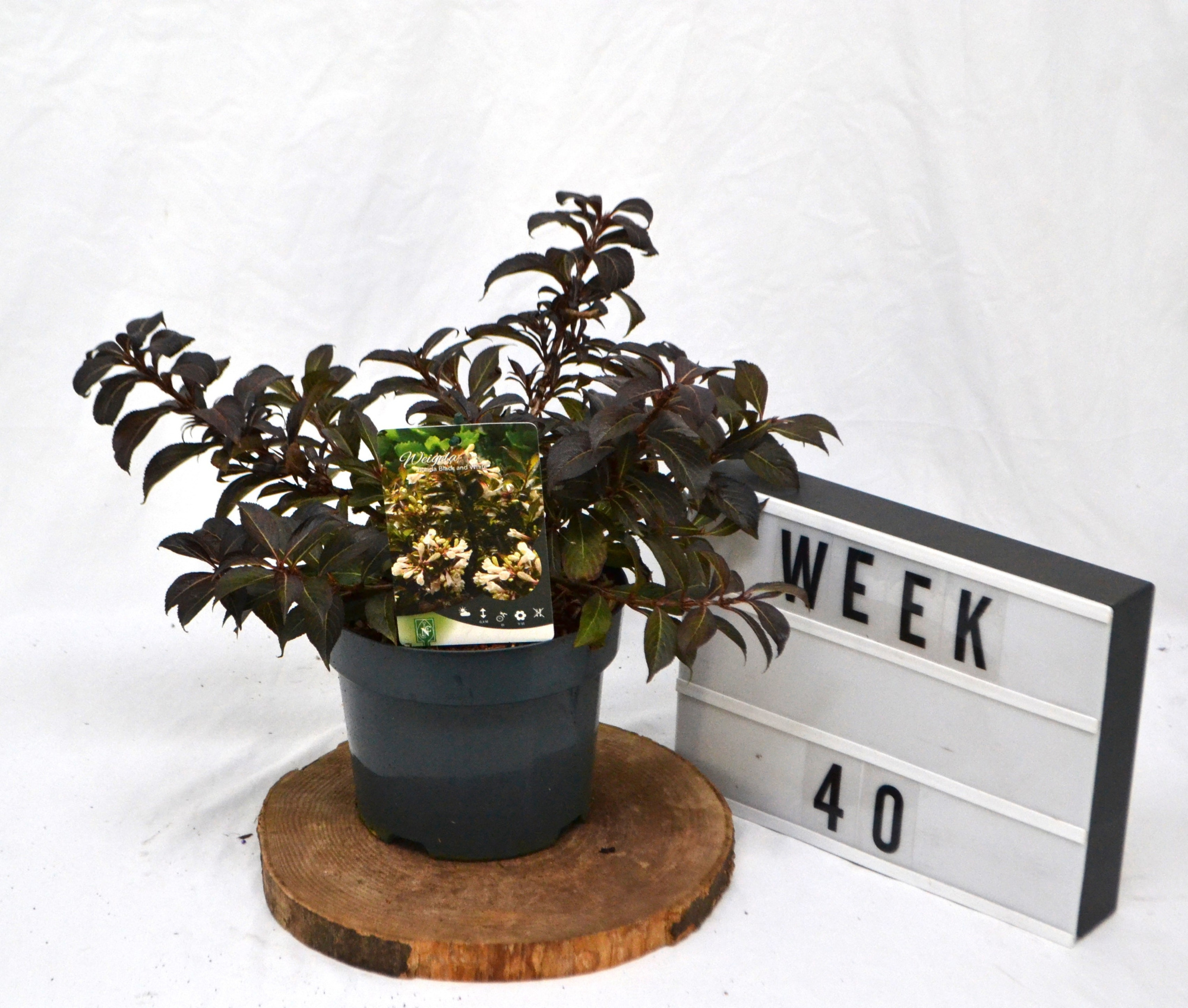 Weigela 'Black and White' C3, D 19 cm