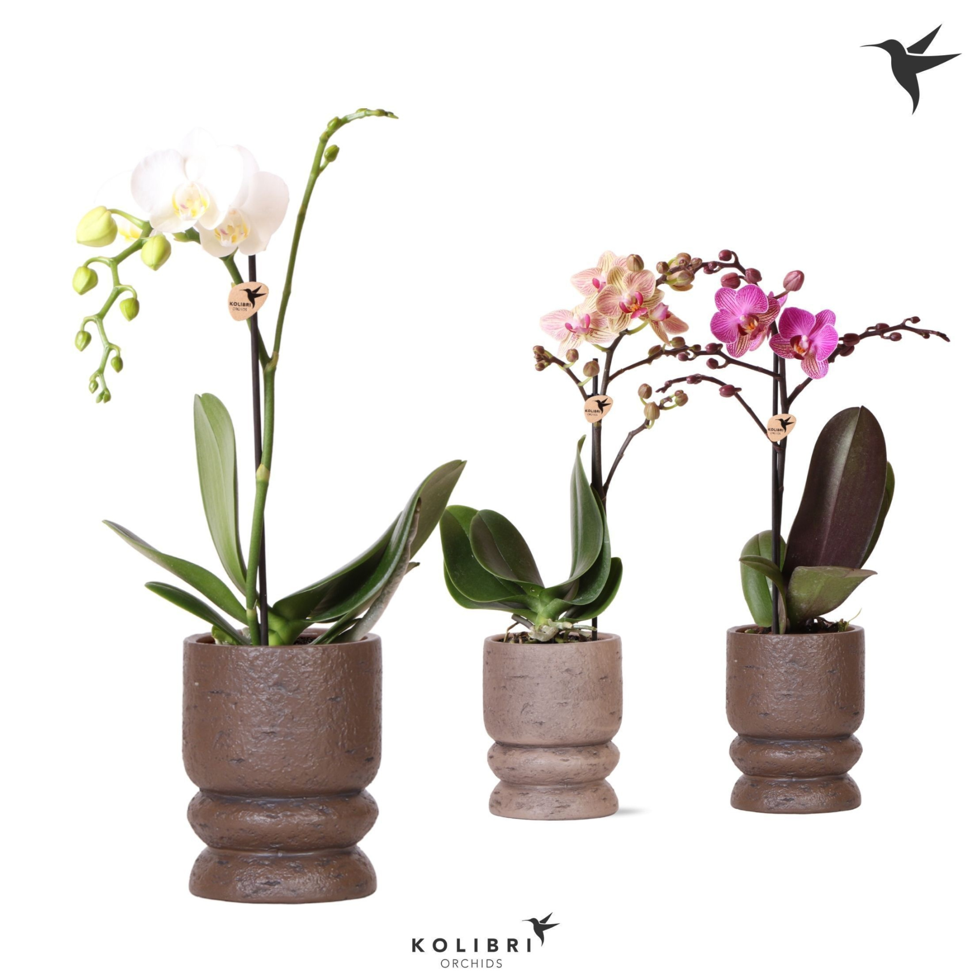 Kolibri Orchids Phalaenopsis mix 1 spike in Vintage pot mix, D 9