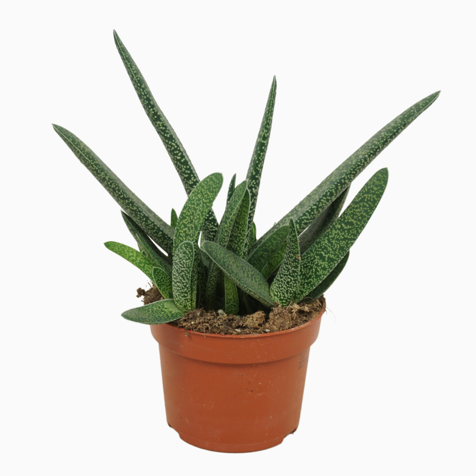 Gasteria verrucosa 10,5 cm, D 10,5