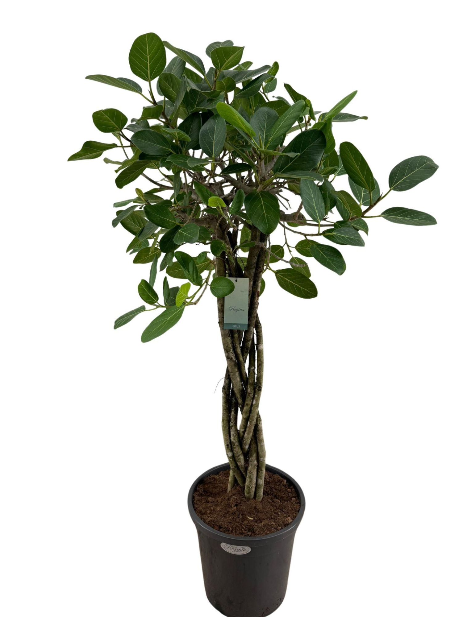 Ficus Benghalensis Audrey Flat braid p31, D 31