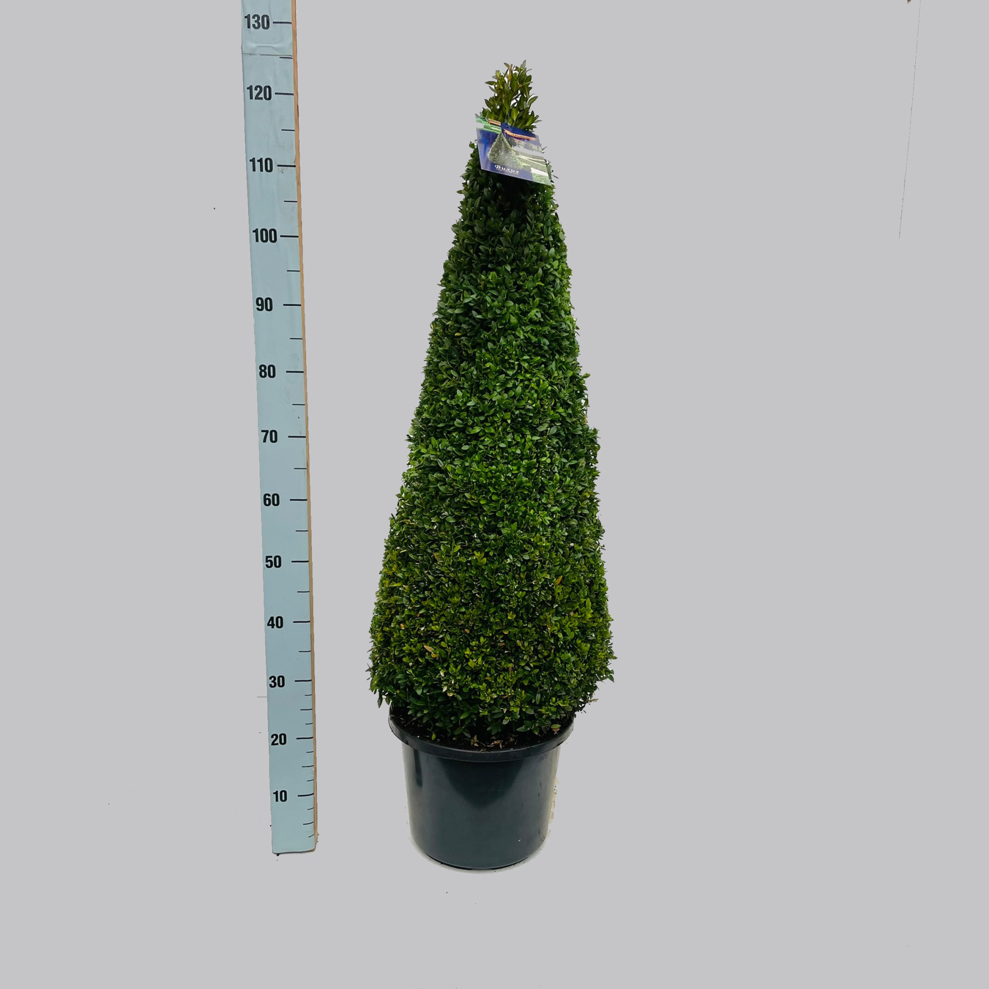 Buxus semp. 90-100 C15 pyramide, D 35 cm