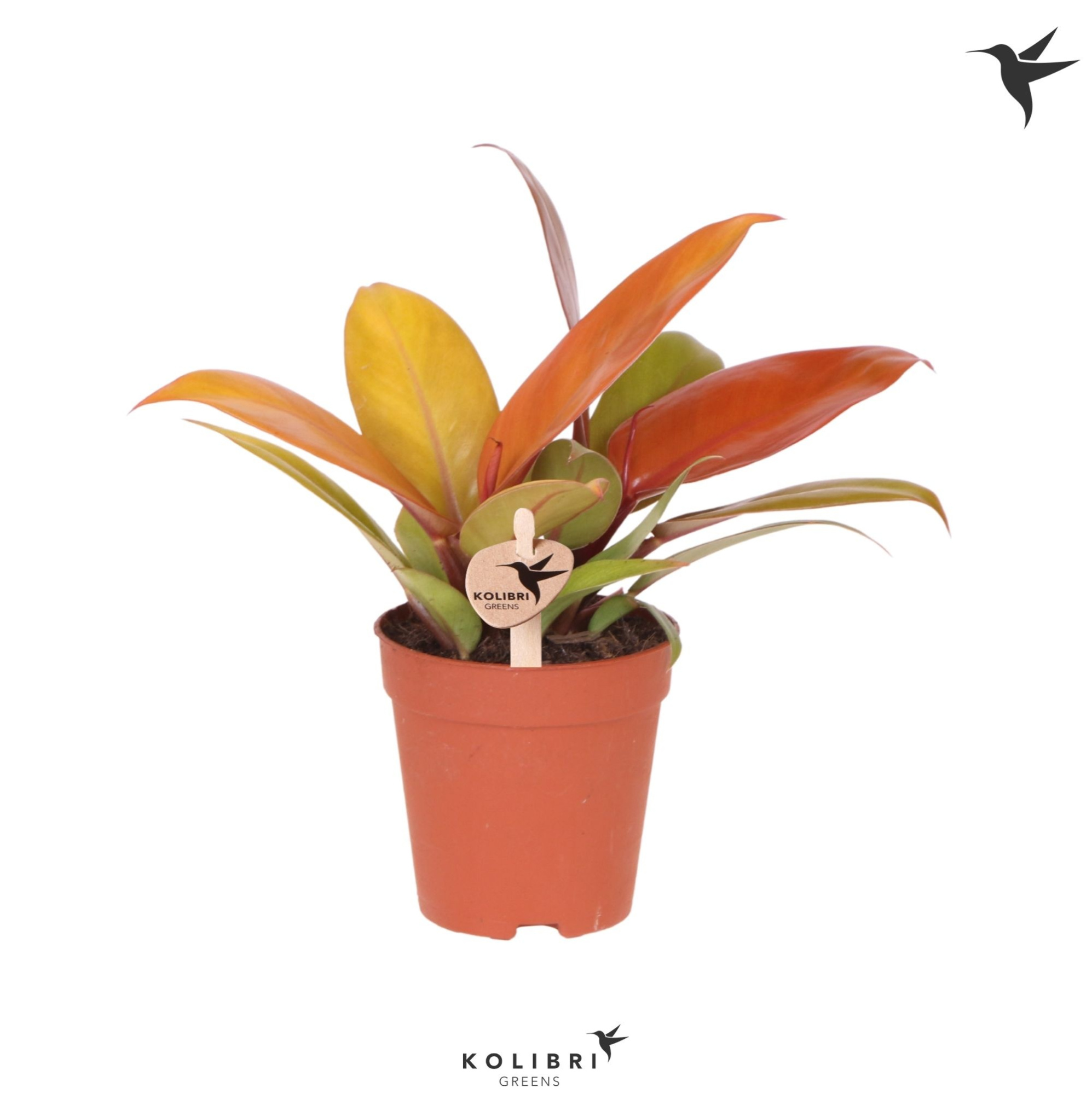 Kolibri Greens Philodendron Ruby red, D 9