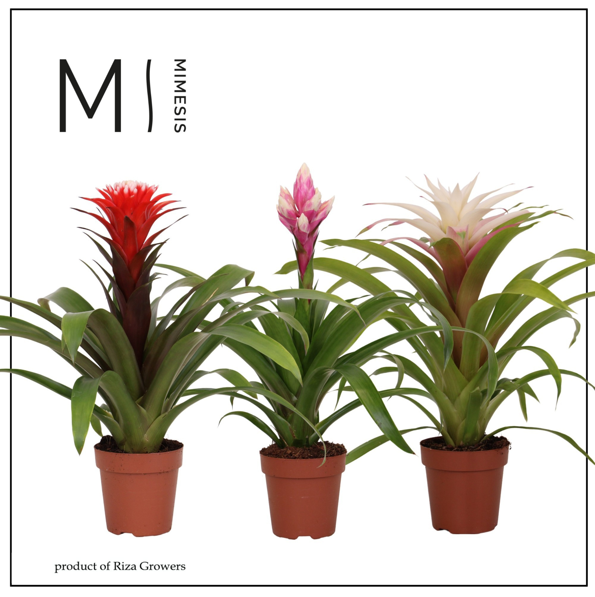 Bromelia Royal Cupcake - 12cm | Mimesis, D 12