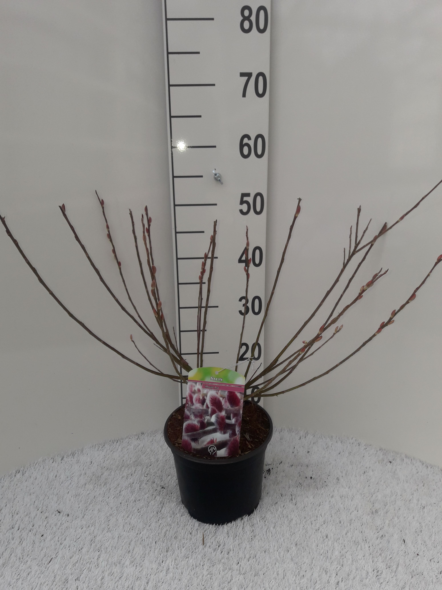 salix mount Aso, D 19