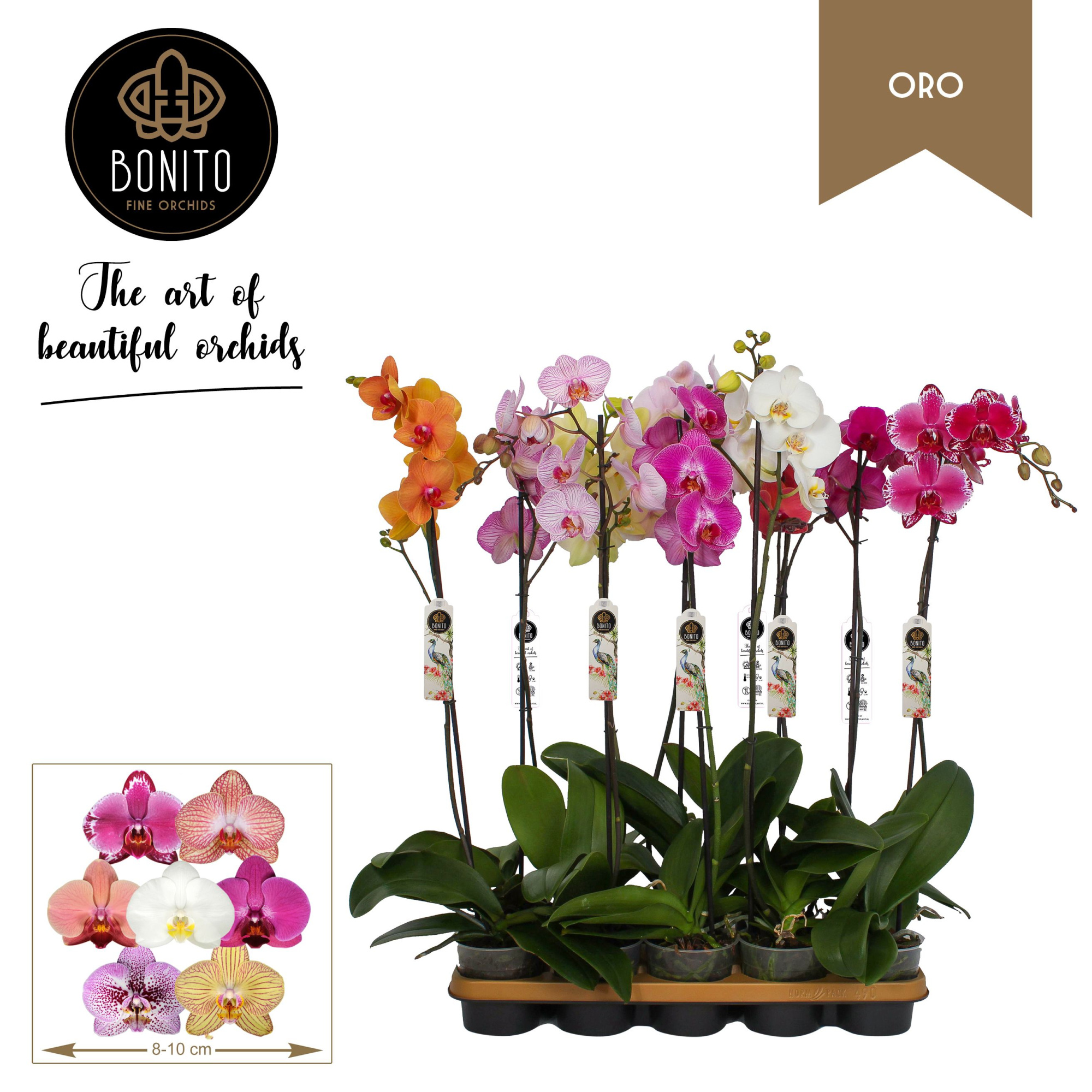Phal. Oro mix - 1-Tak met 8 kleuren, D 12