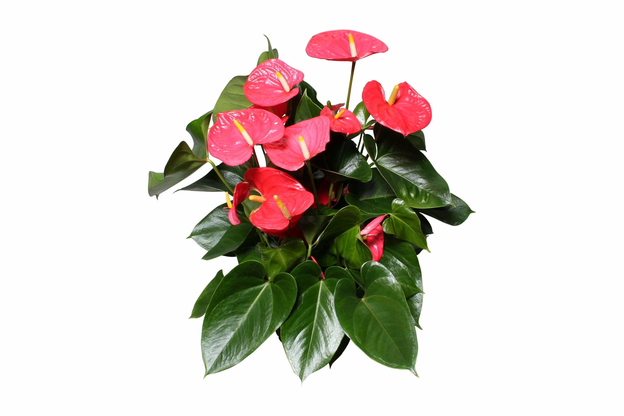 Anthurium XL.31 Arisa Pink, pot 17cm, D 17 cm