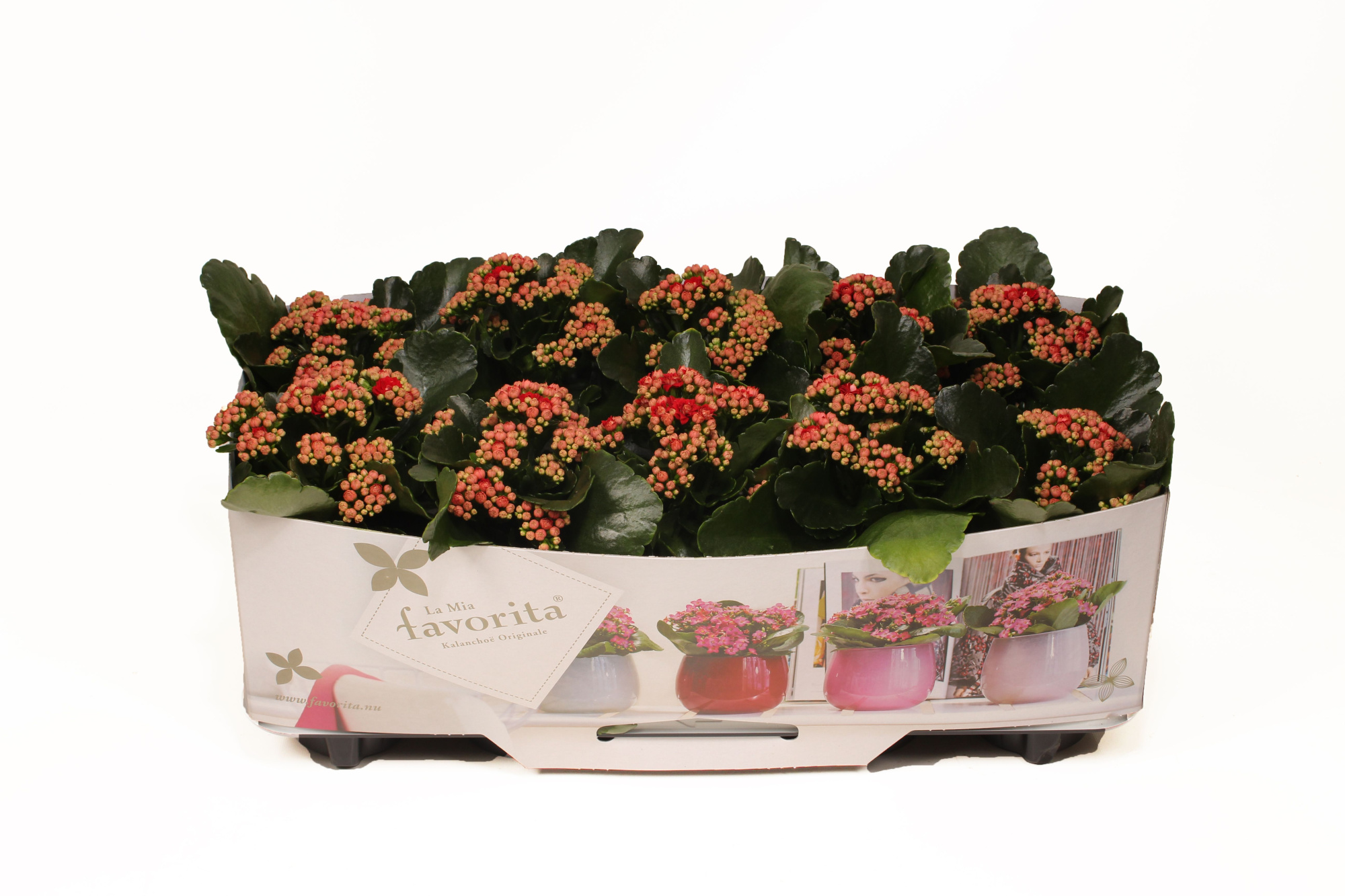 Kalanchoe Double Deluxe Red No Sleeve, D 10,5 cm