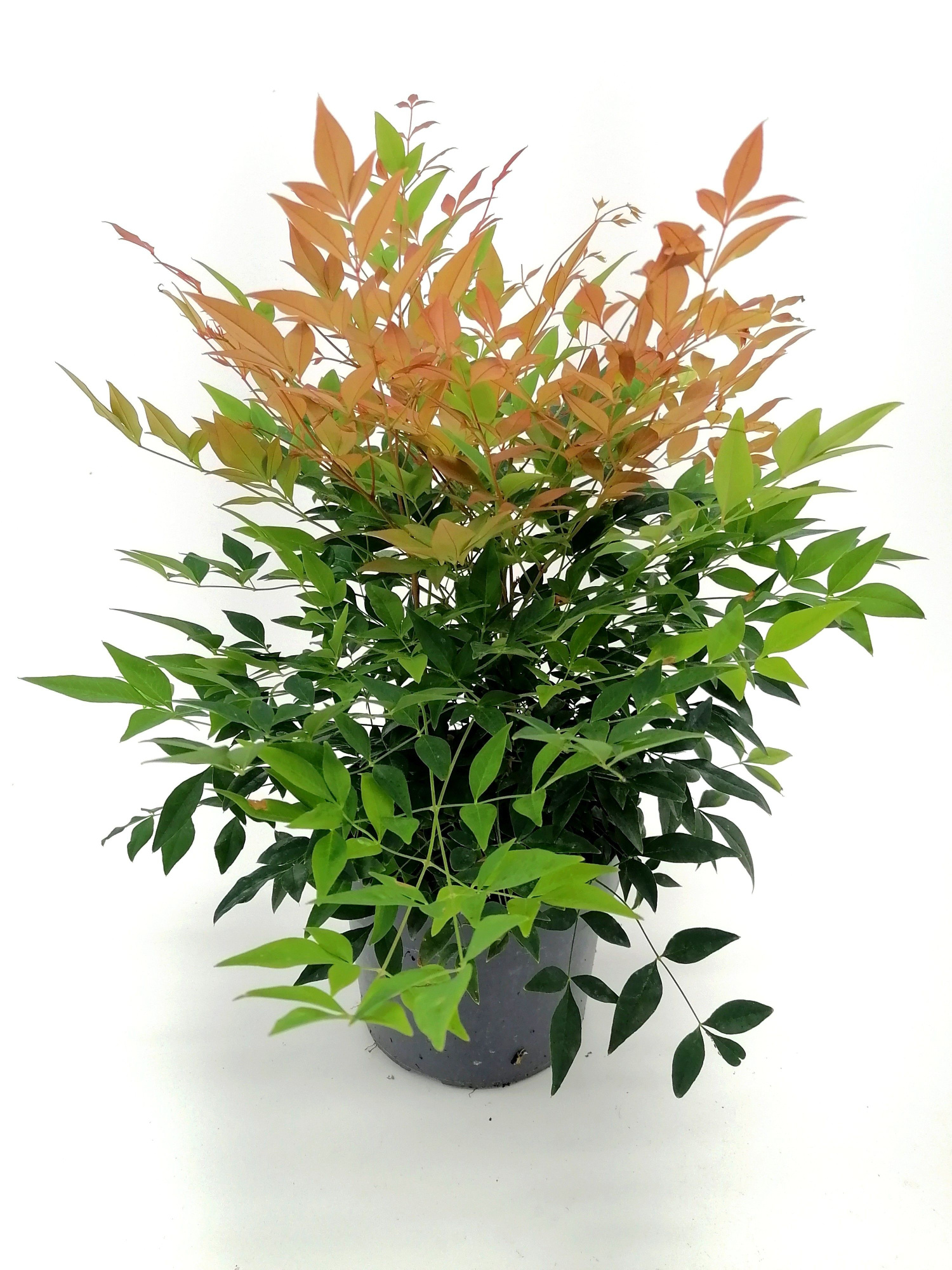 Nandina domestica Gulfstream, D 19 cm