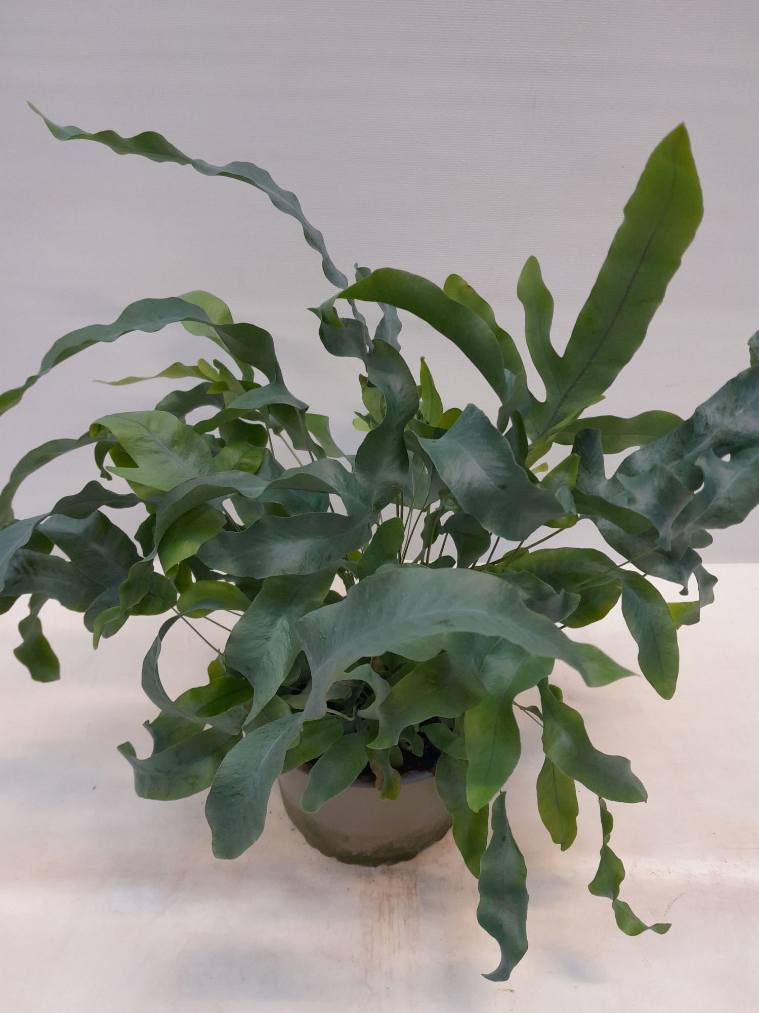 PHLEBODIUM AUREUM 'Blue Star', D 14 cm