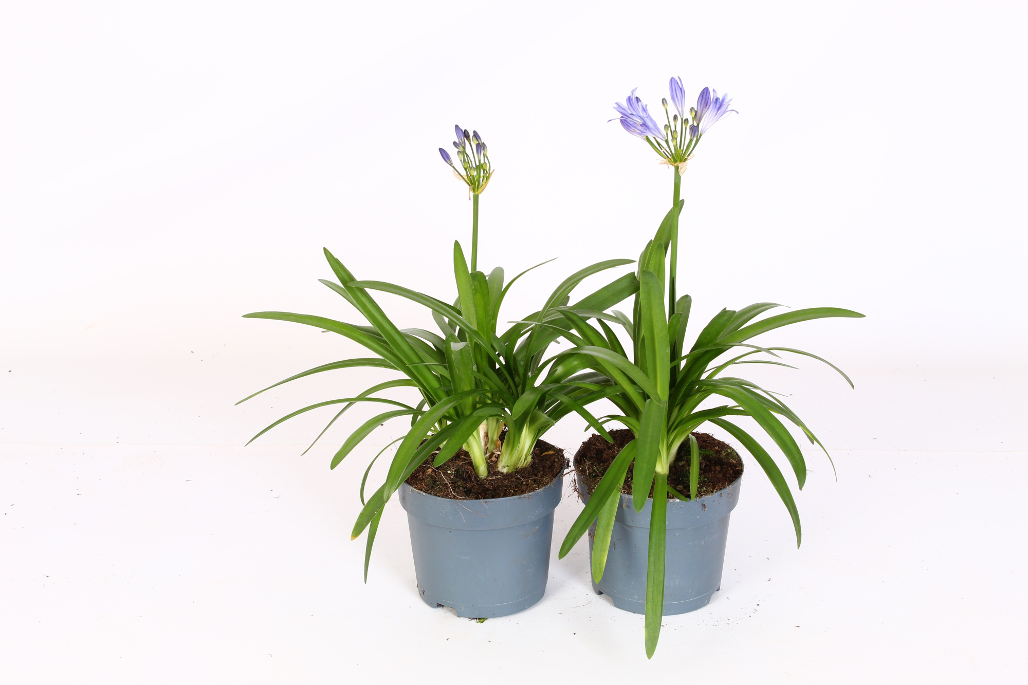 Agapanthus Charlotte blauw. pot 12 cm knoppen boven gewas, D 12