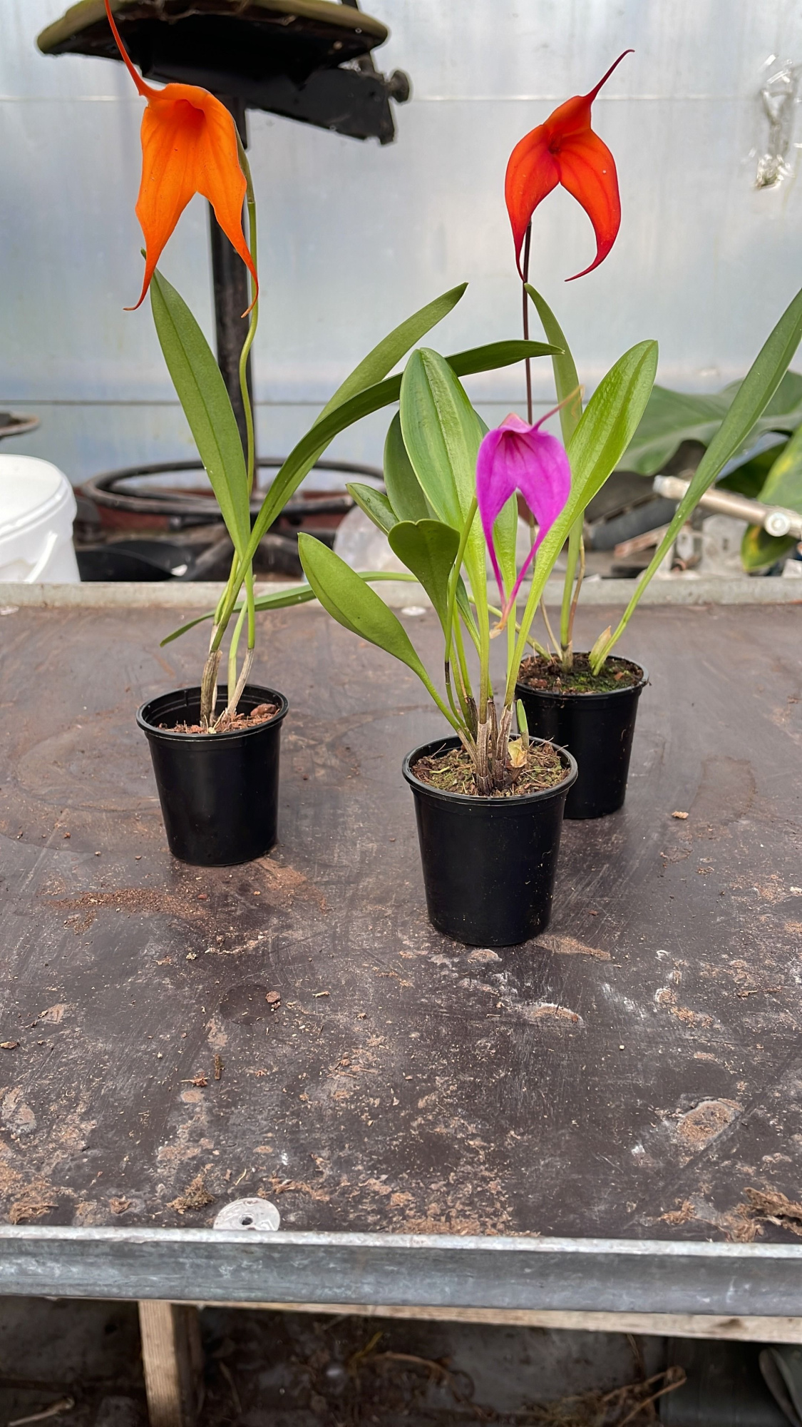 Masdevallia mix 1 bloem, D 6 cm
