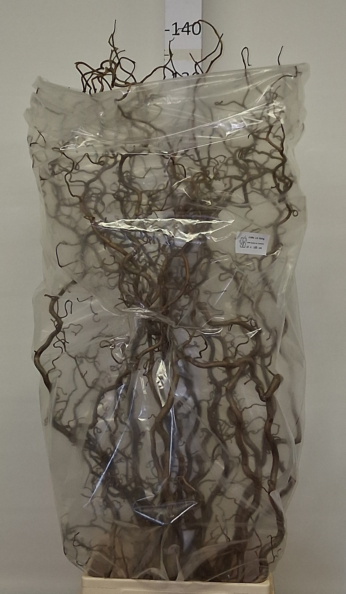 Корилус Конторта 130, шт.