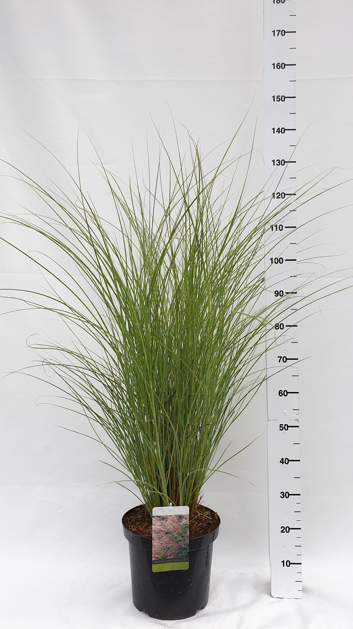 Miscanthus sinensis 'Morning Light', D 30 cm
