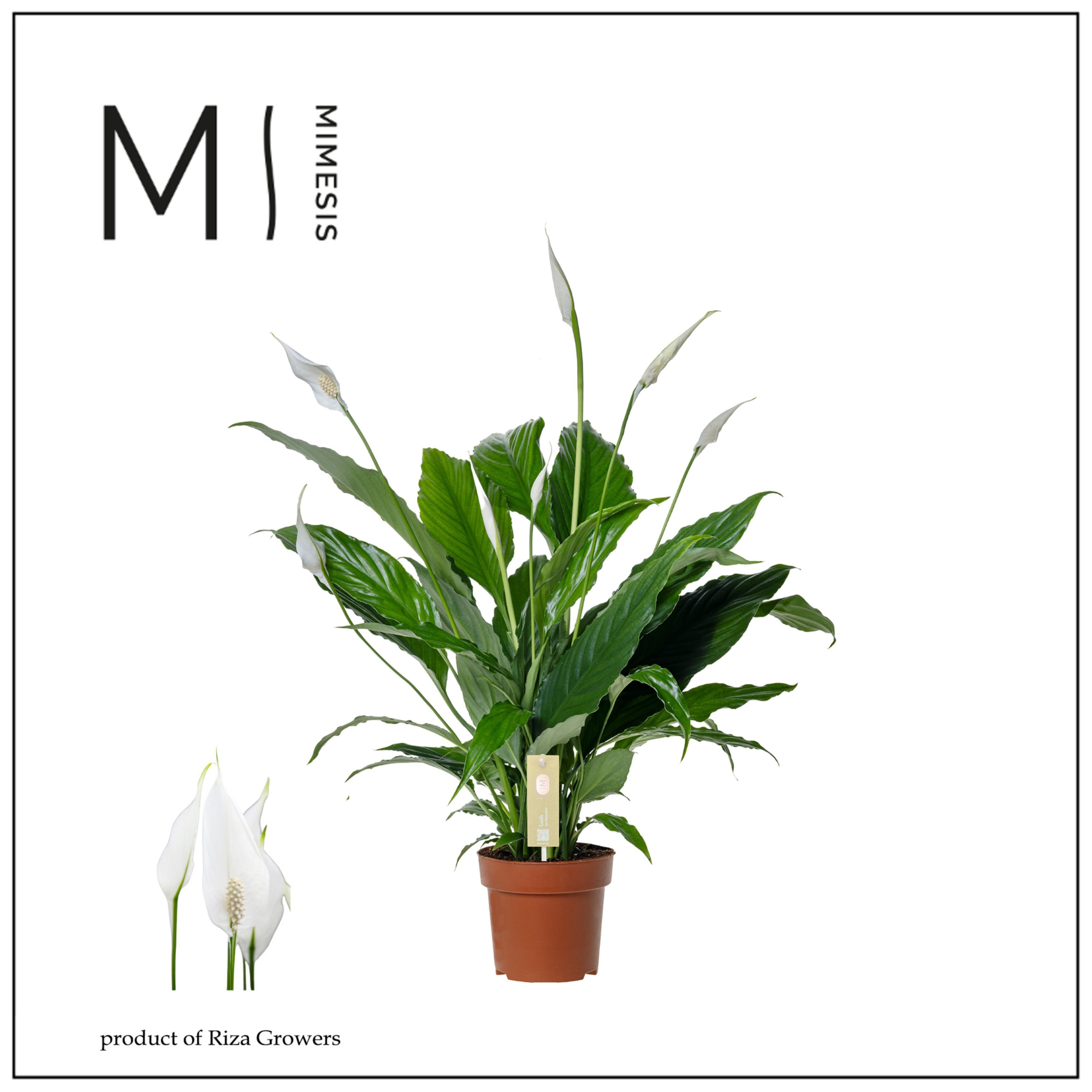 Spathiphyllum Sweet Chico - 13cm | Mimesis, D 13 cm