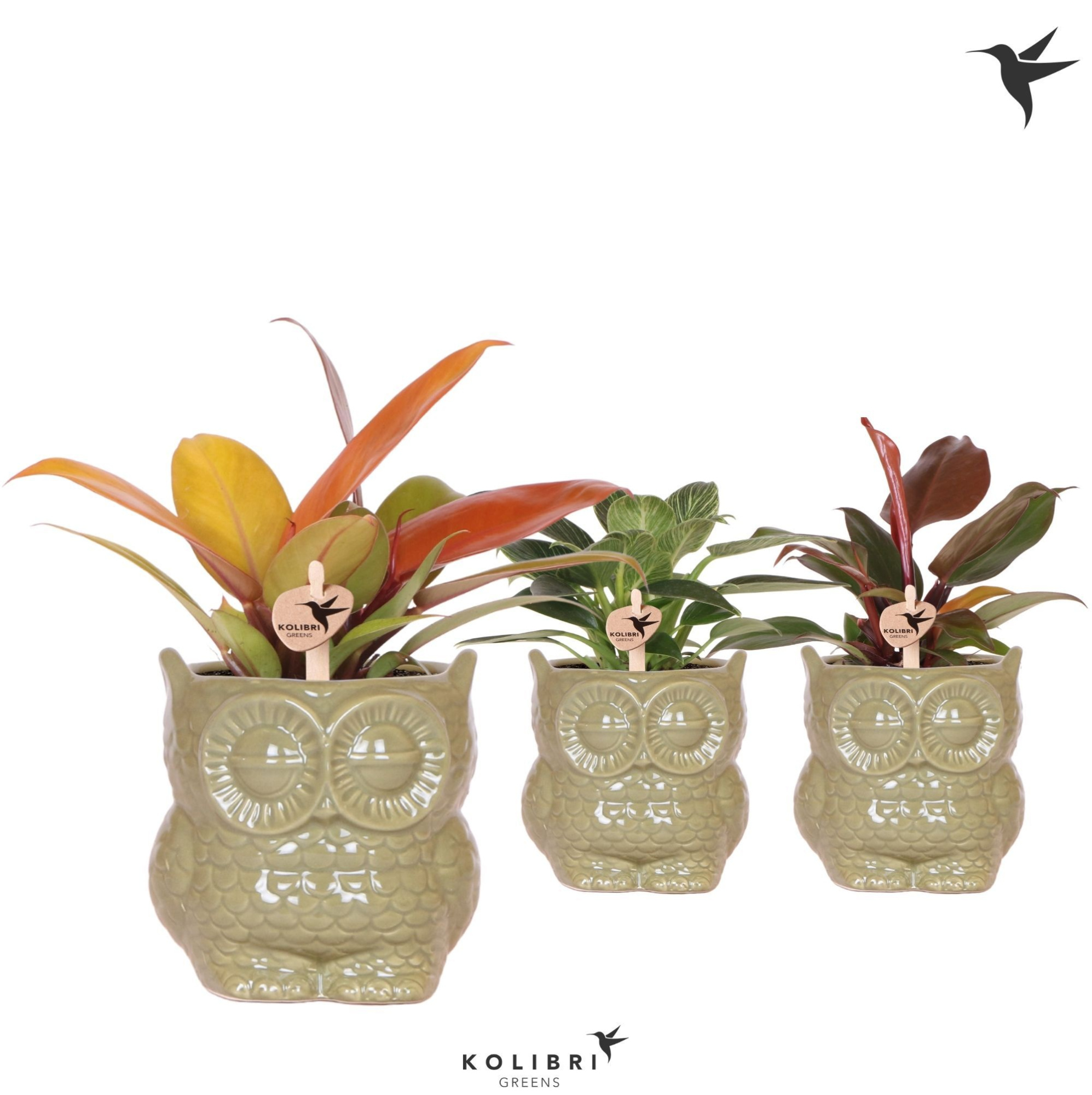 Kolibri Greens Philodendron mix in Owl pot green, D 9 cm