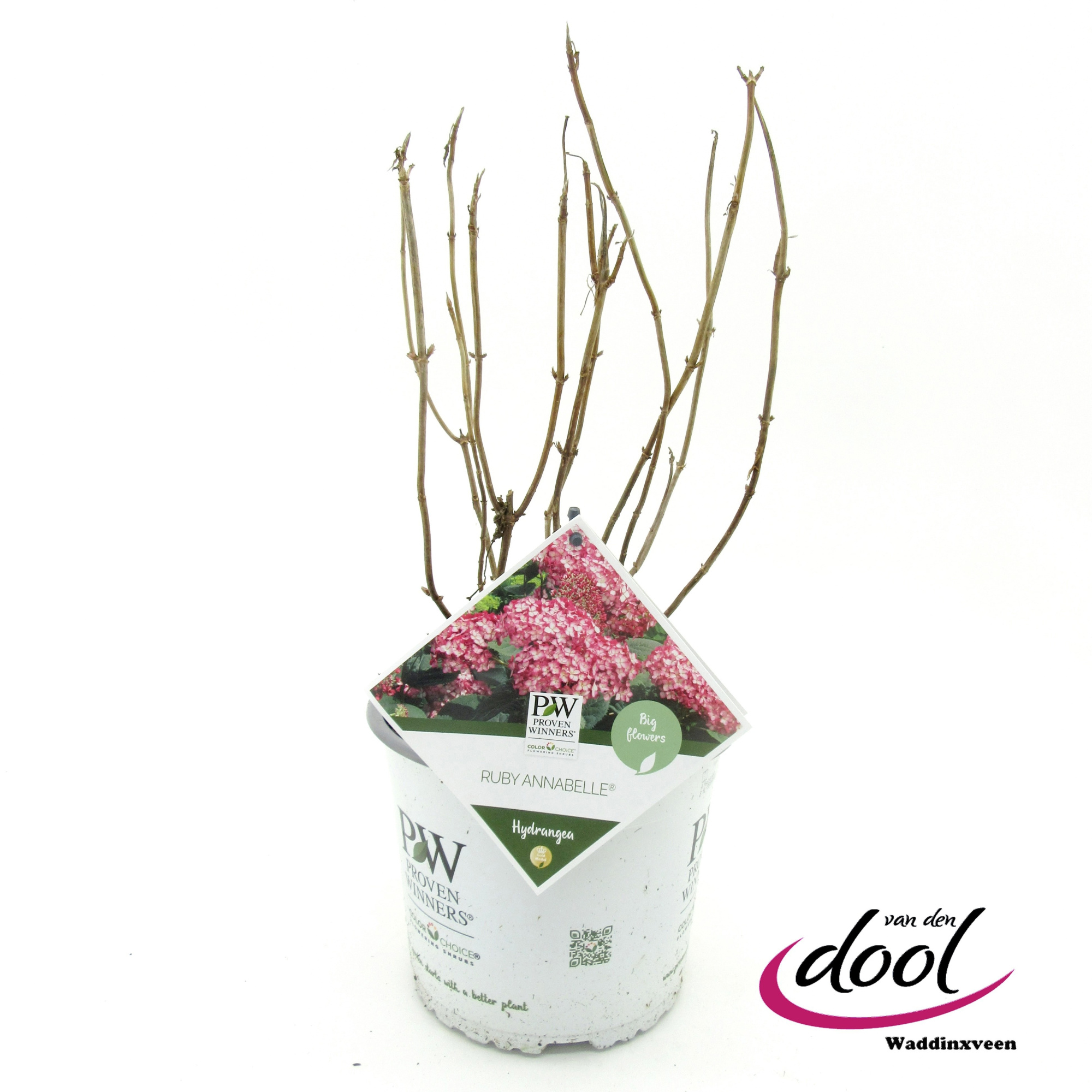 Hydrangea arb. Ruby Annabelle, D 19