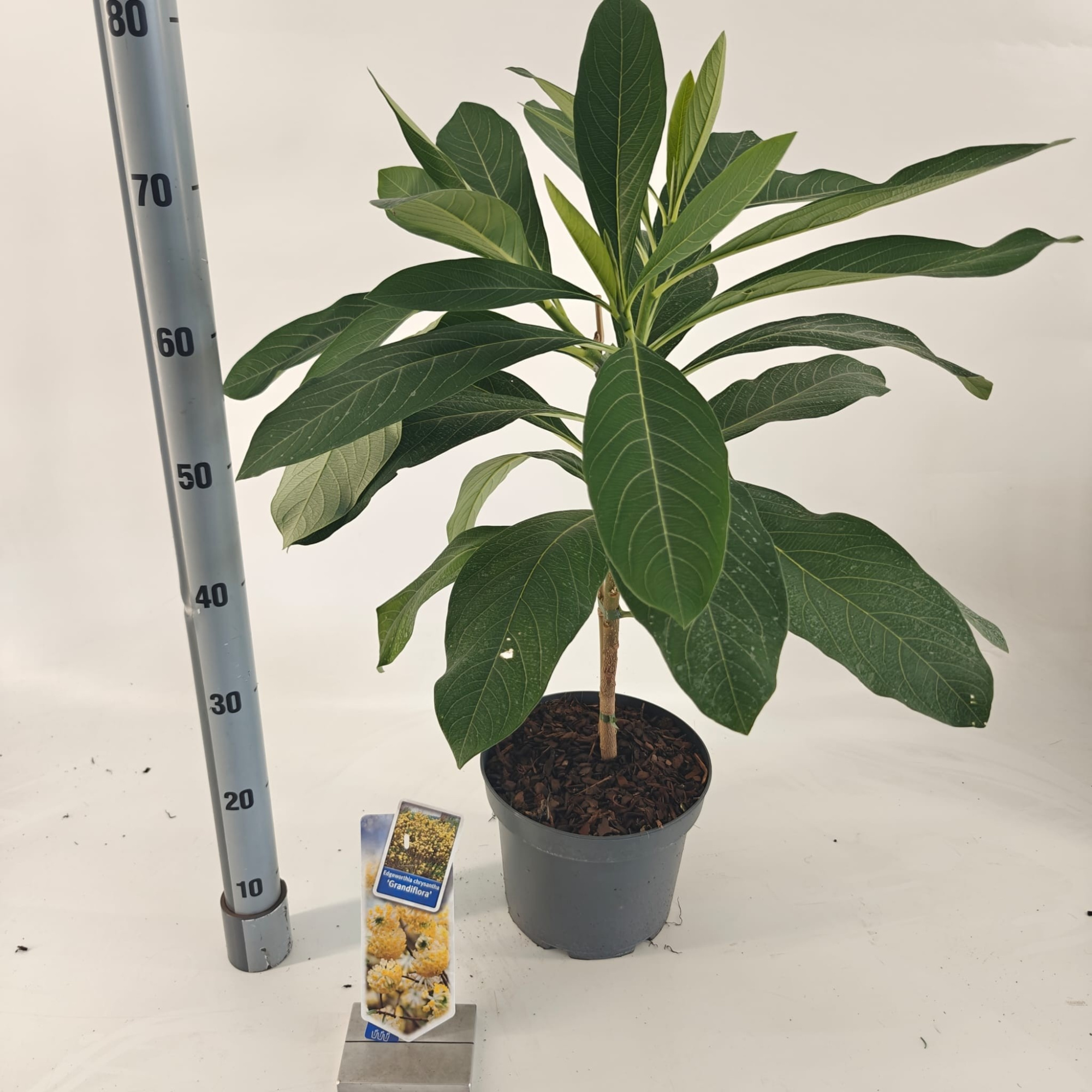 Edgeworthia chrysantha 'Grandiflora', D 23 cm