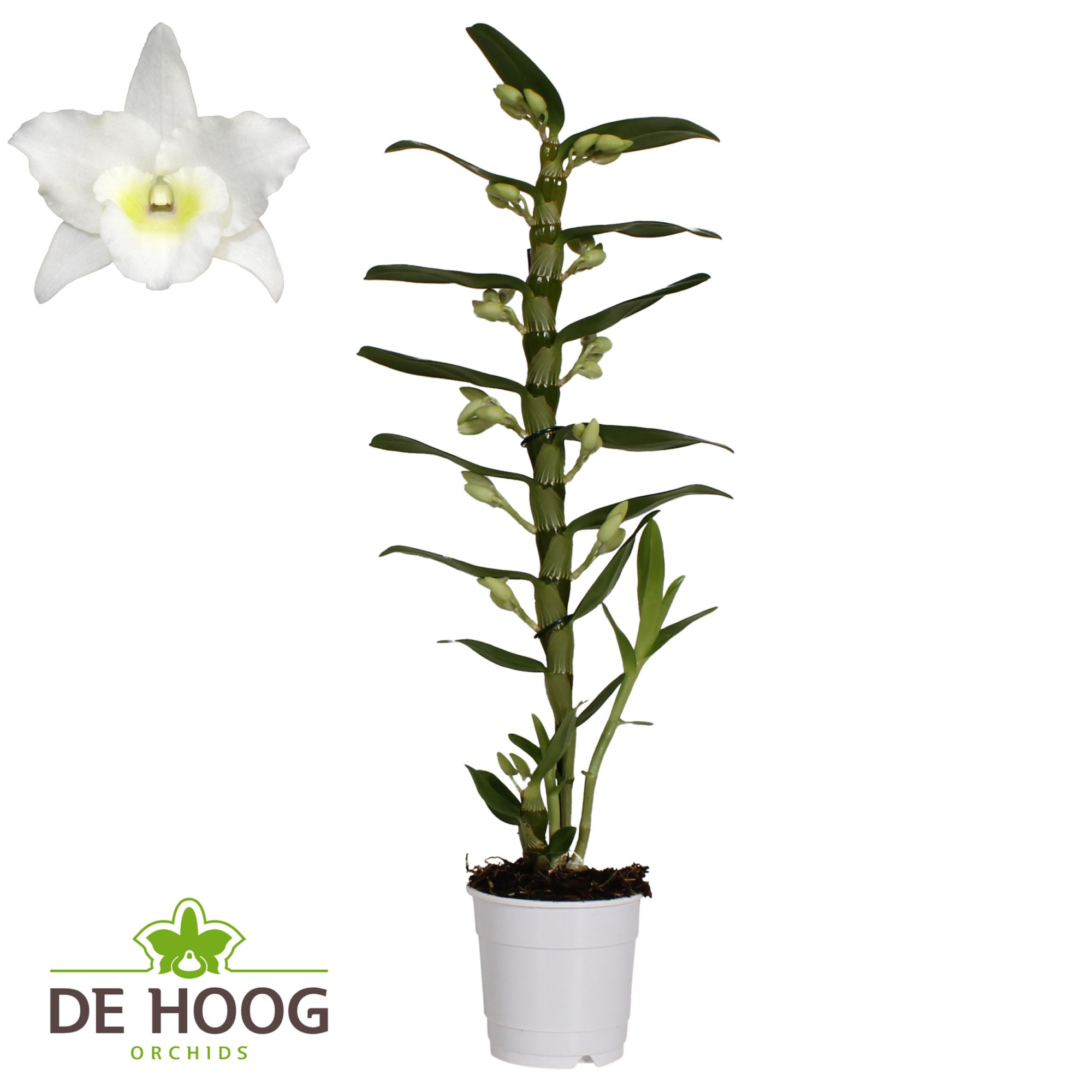 Dendrobium Nobile Apollon 1 stam 12+ tros De Hoog, D 12 cm