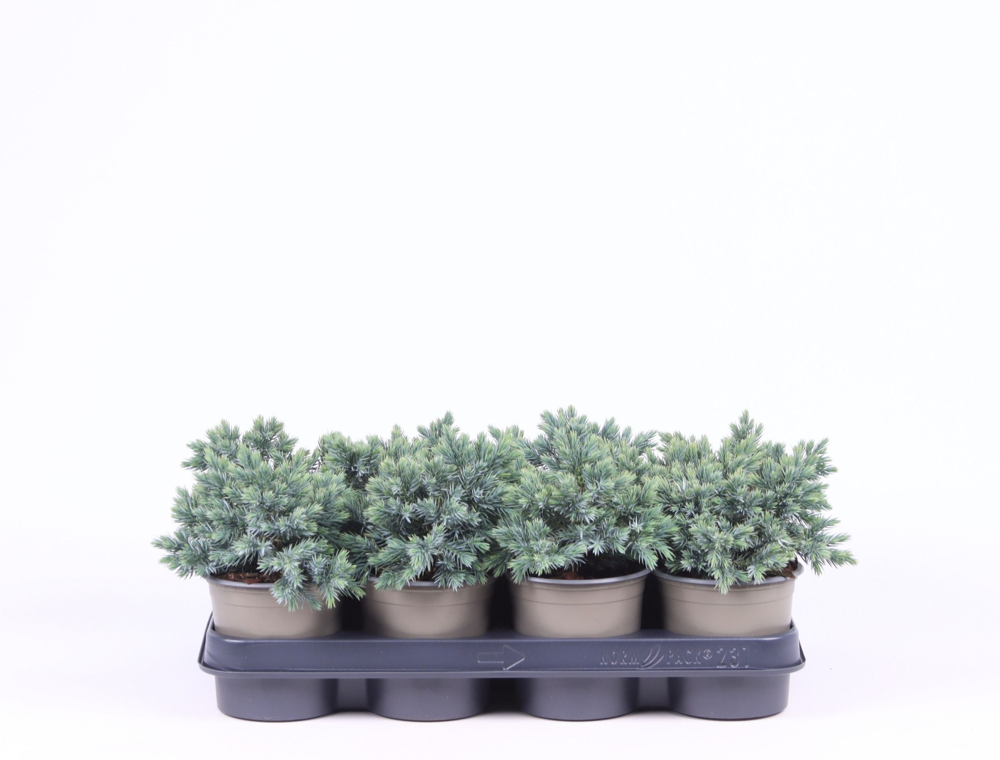 Juniperus squamata 'Blue Star', D 11