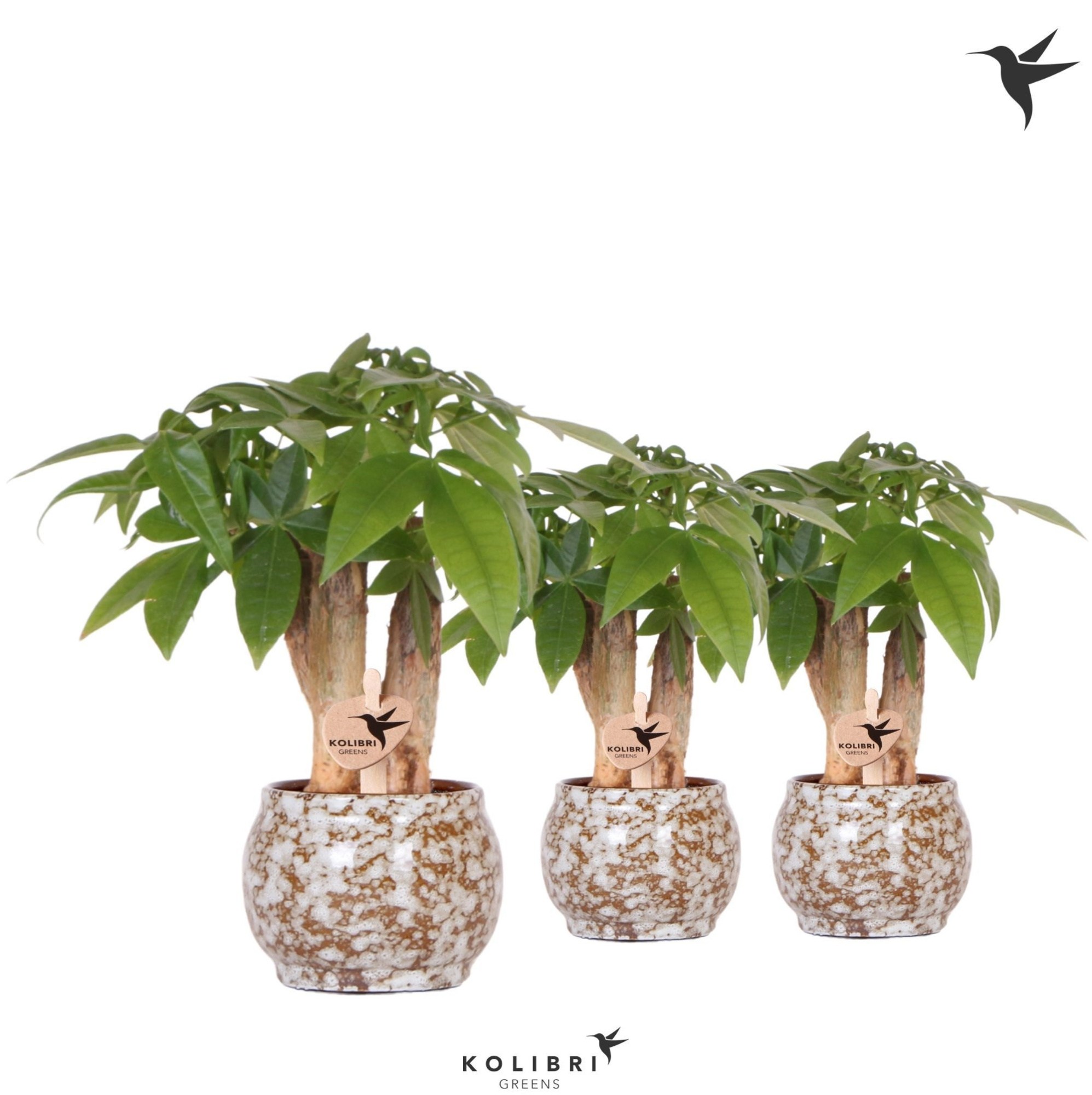 Kolibri Greens Pachira in Safari pot, D 6